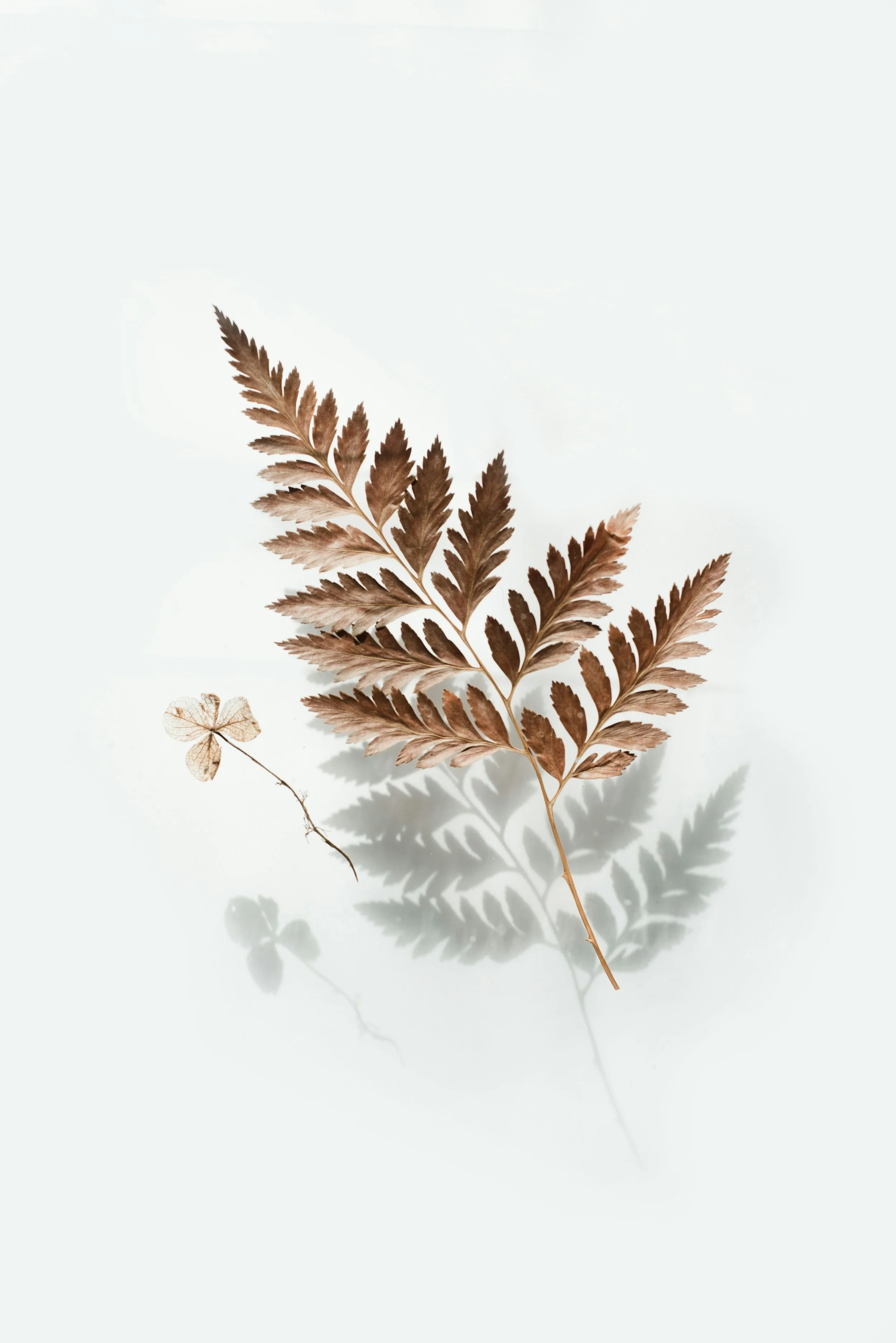Brown fern leaf and a small dandelion seed on a white background with shadows.