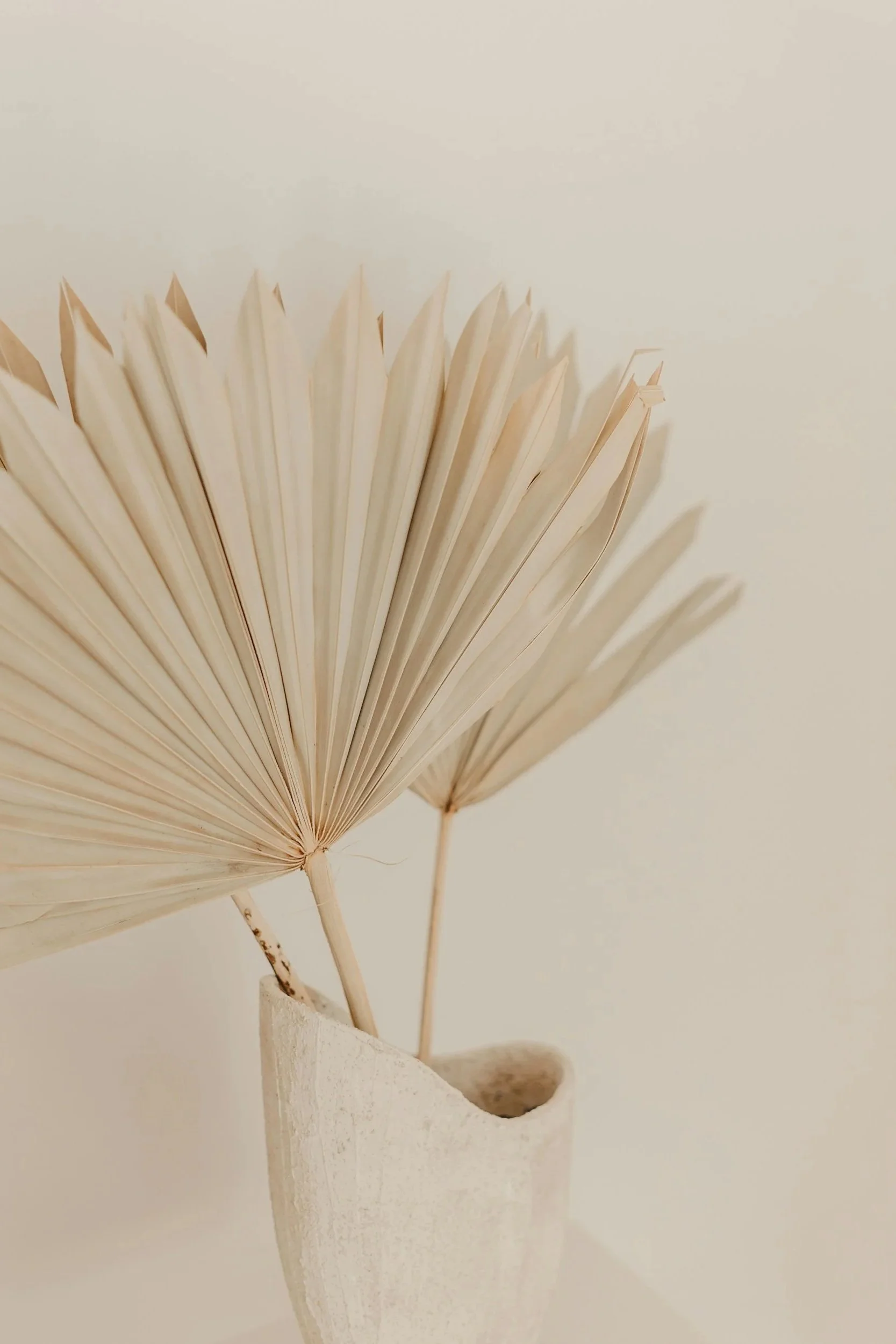 Close-up of dried beige palm leaves in a small ceramic vase against a plain light background.