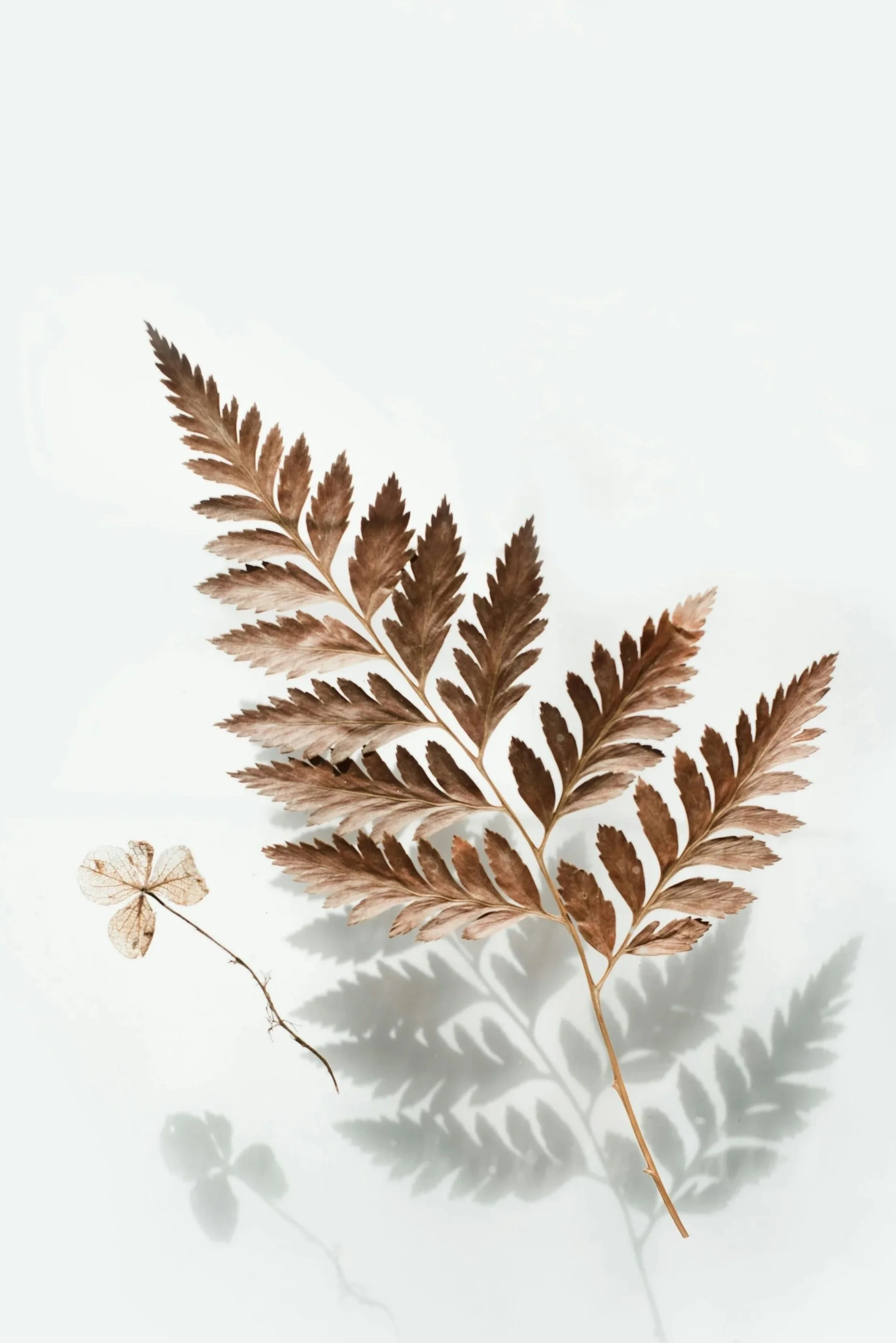 A brown dried fern leaf with detailed leaflets casting a shadow on a white background, and a small, transparent, skeletal leaf with a thin stem nearby.