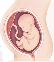 Fetal Growth Restriction (small babies)