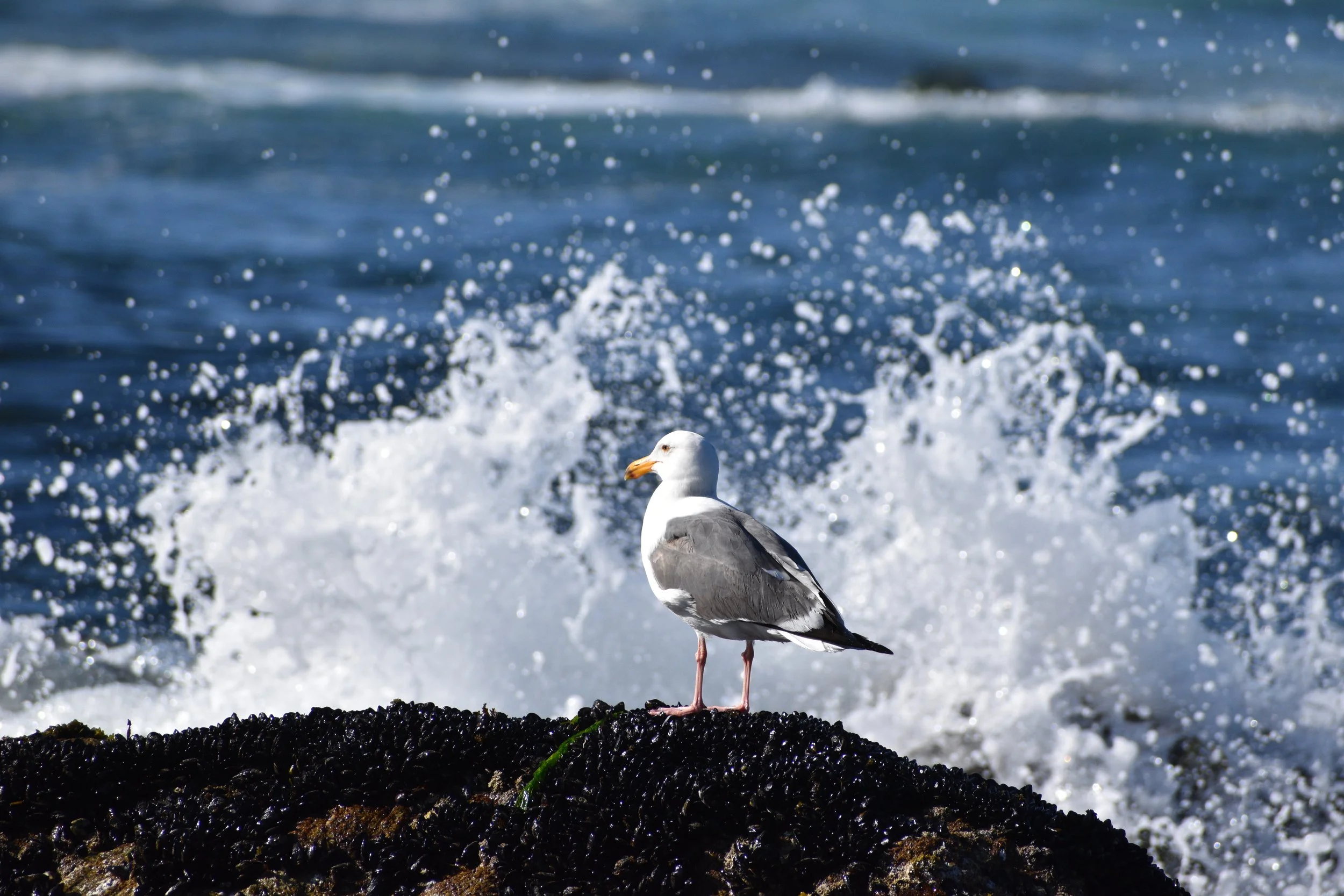DSC_6270.JPG