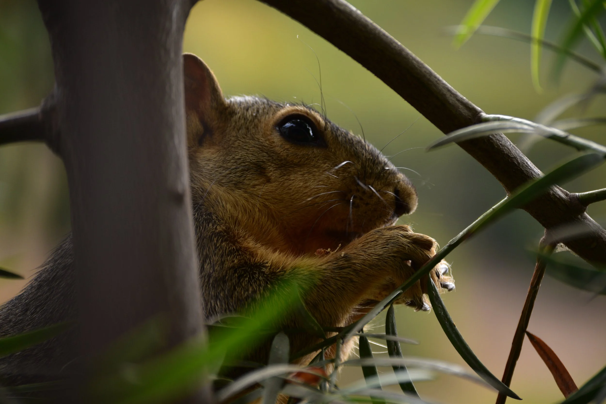 DSC_0809.JPG