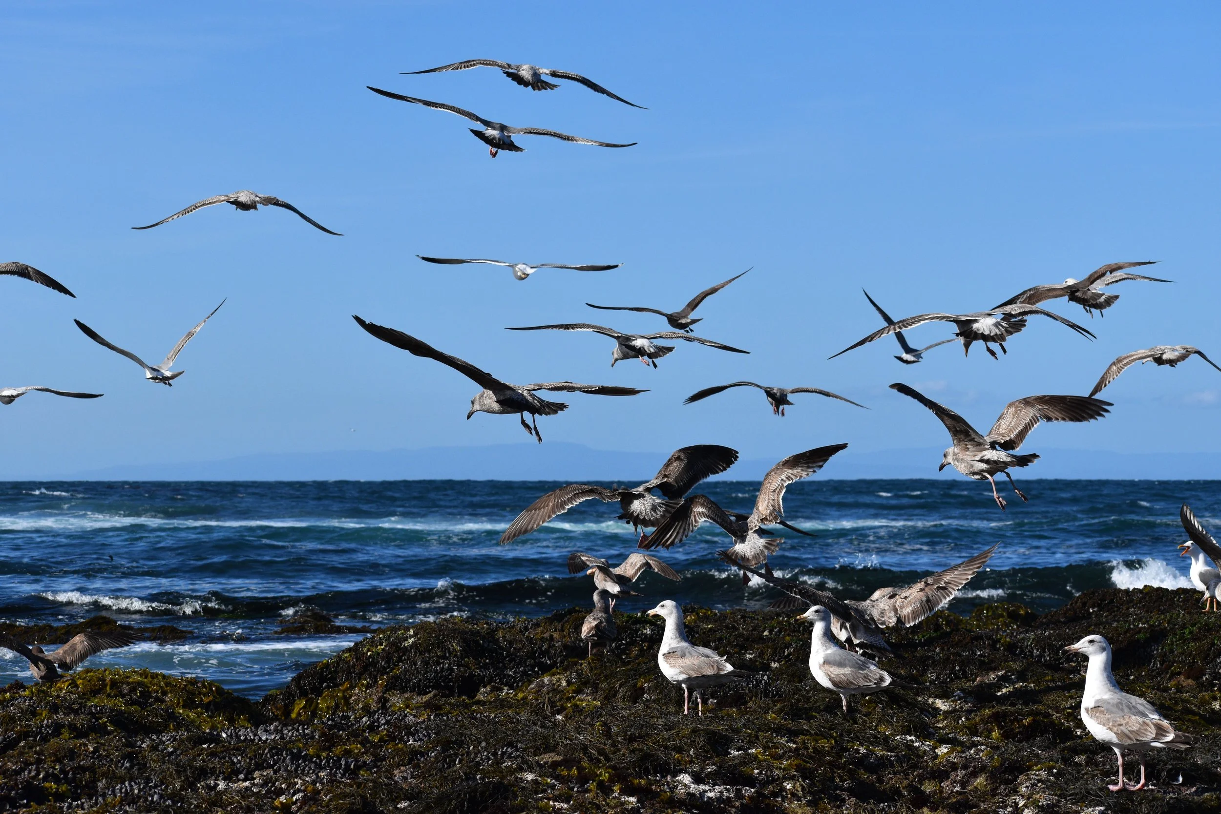DSC_6249.JPG