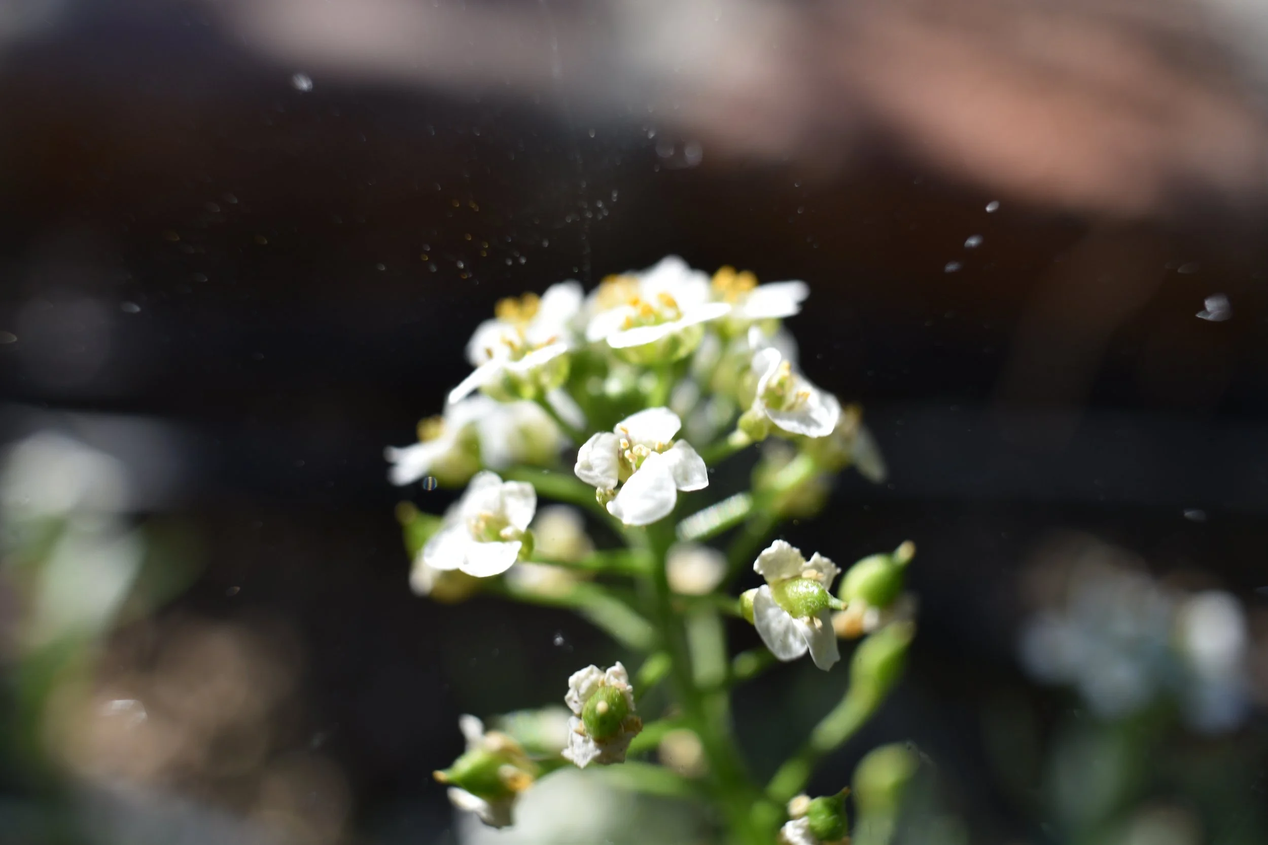 DSC_3918_1.JPG