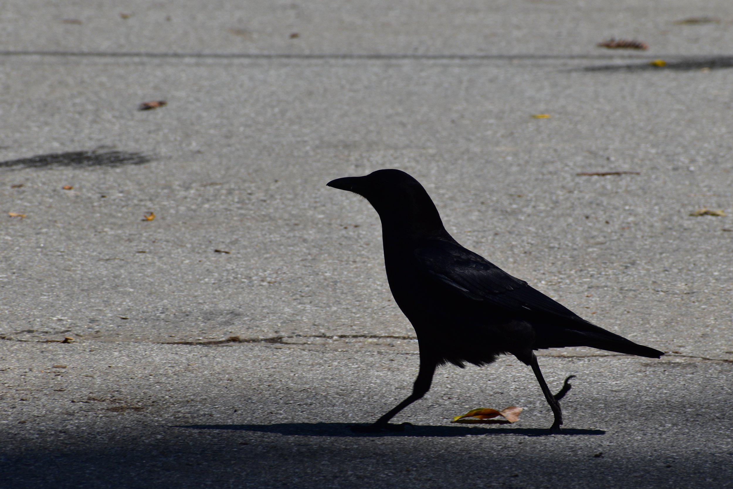 DSC_6093.JPG