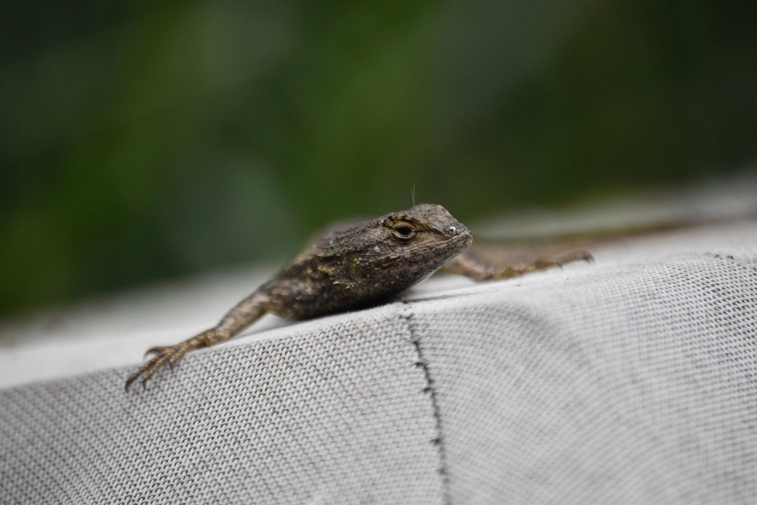 DSC_0355.jpeg