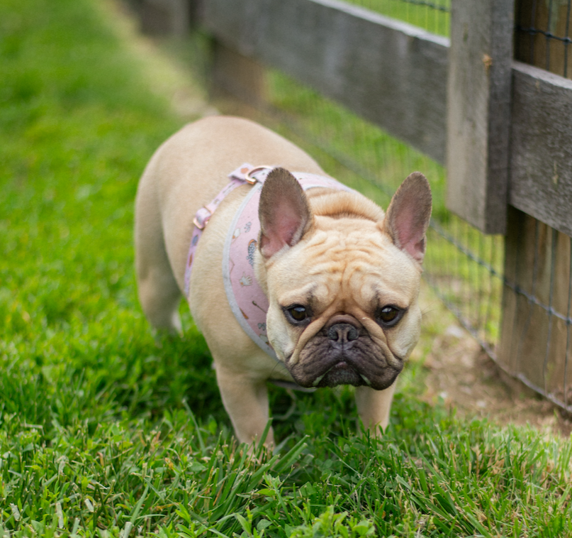 A small fawn-colored French Bulldog with a wrinkled face and large ears standing on green grass beside a wooden fence.