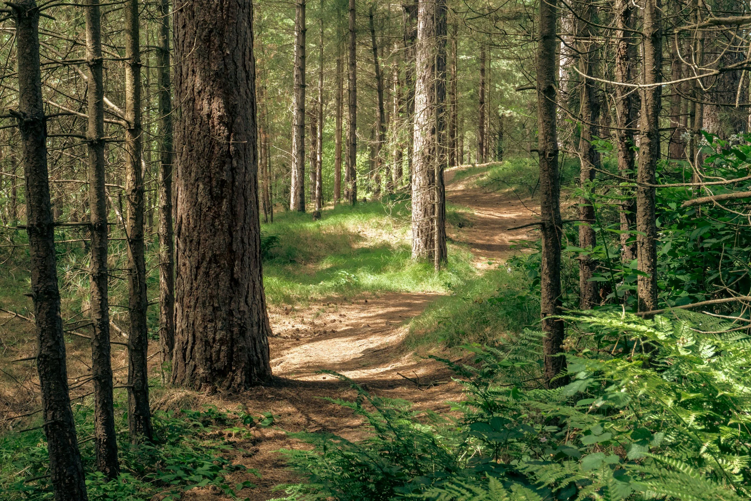 Michigan Has 2.2 Million Private Acres Where a “No Trespassing” Sign Is Illegal. Some of Them Are Listed Up Here Right Now.