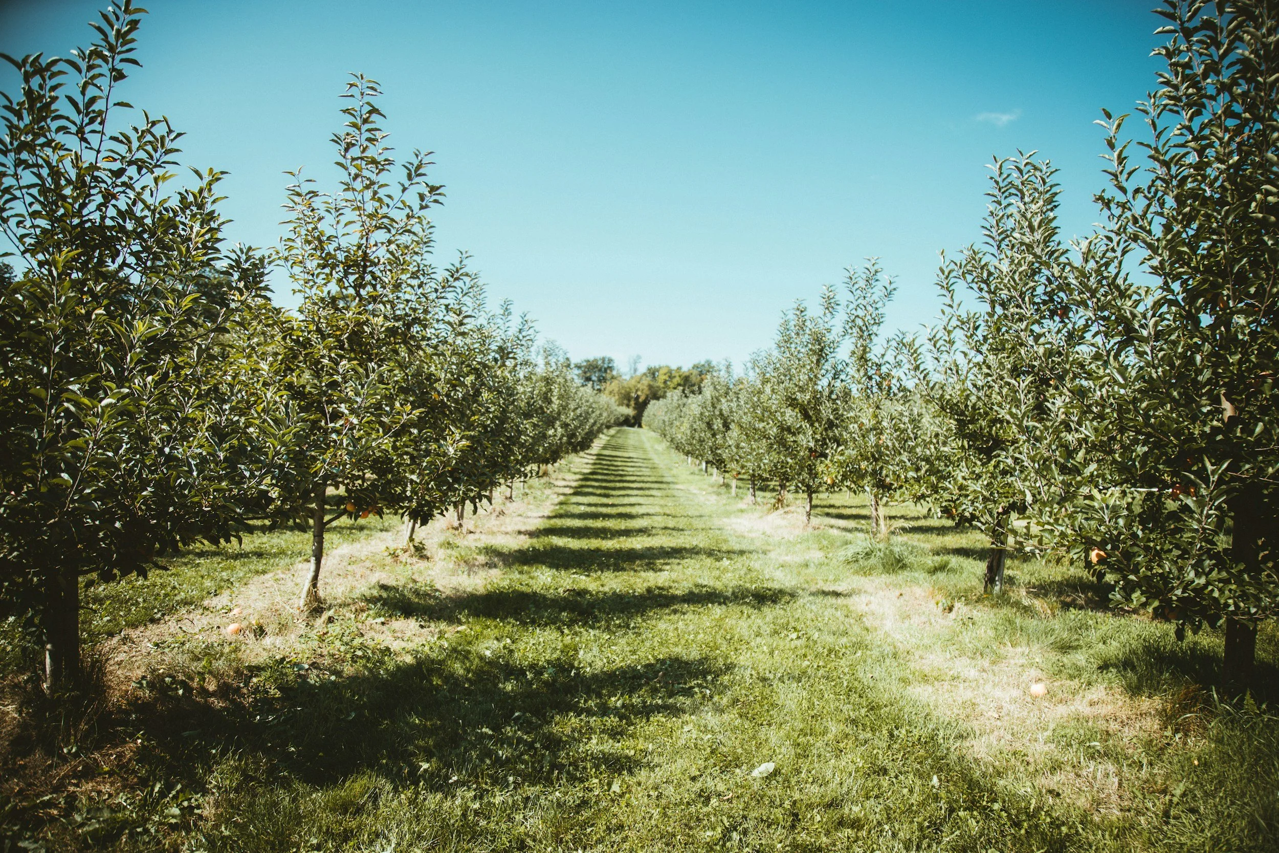 Michigan Protects the Orchard Next Door for a Mile in Every Direction. Complain Four Times and the State Can Bill You for It.