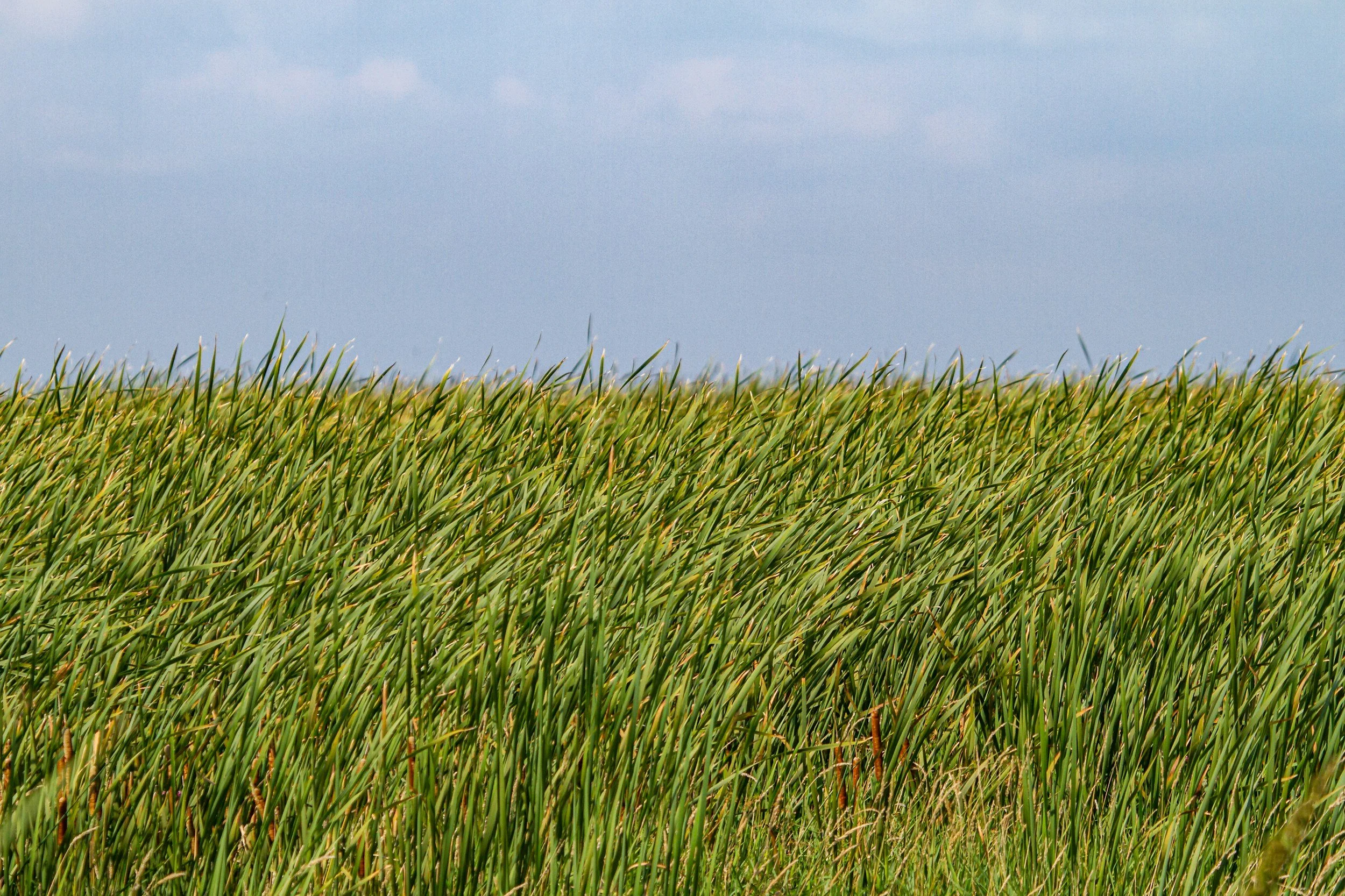 Michigan Draws Its Wetland Line 500 Feet Back From the Water. The Map That Says Your Lot Is Clear Doesn’t Count.