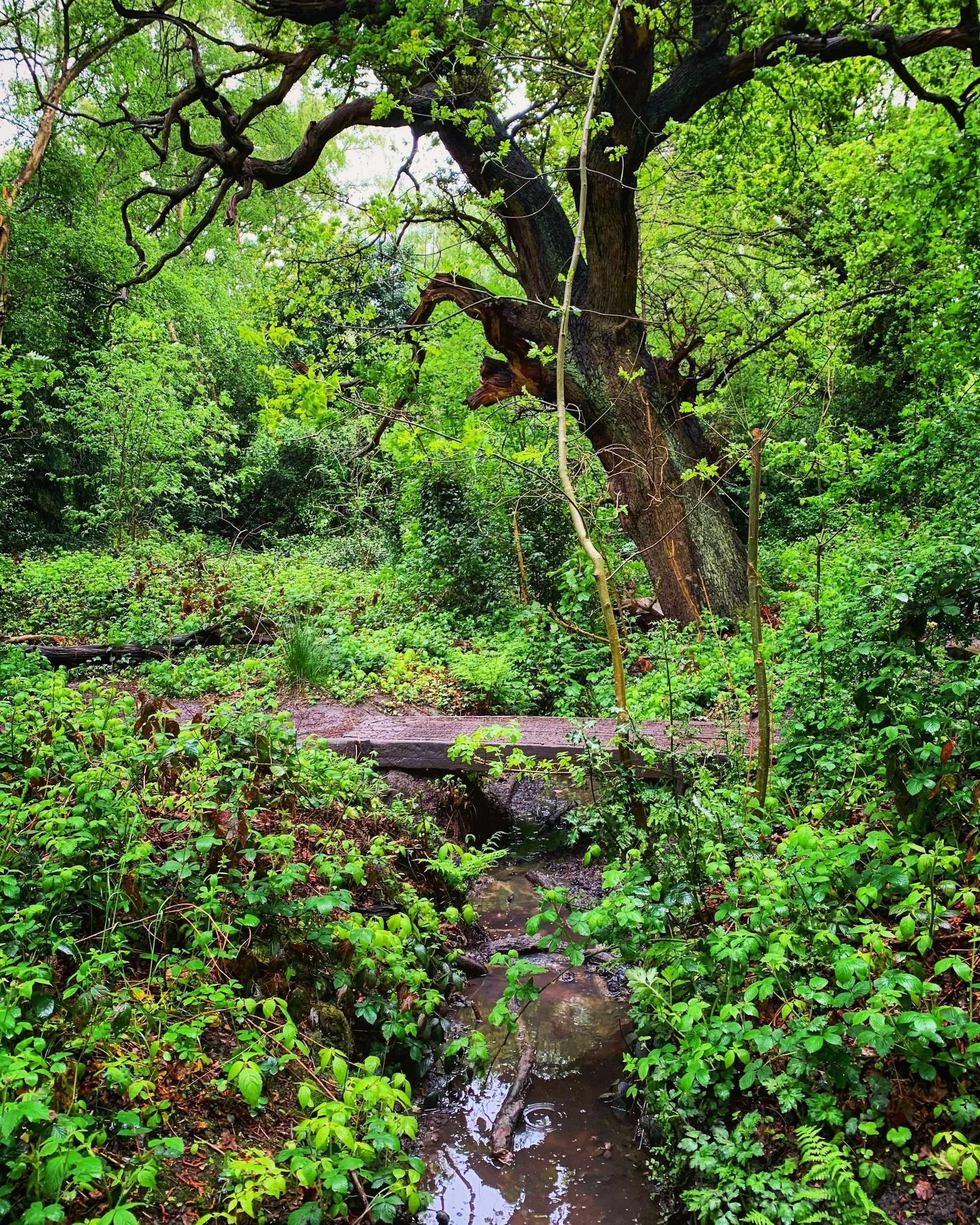 A Creek You Can Step Across Pulls 400 Feet of Your Lot Into State Zoning. On the Betsie, That Caps Your Rental at Three Bedrooms.