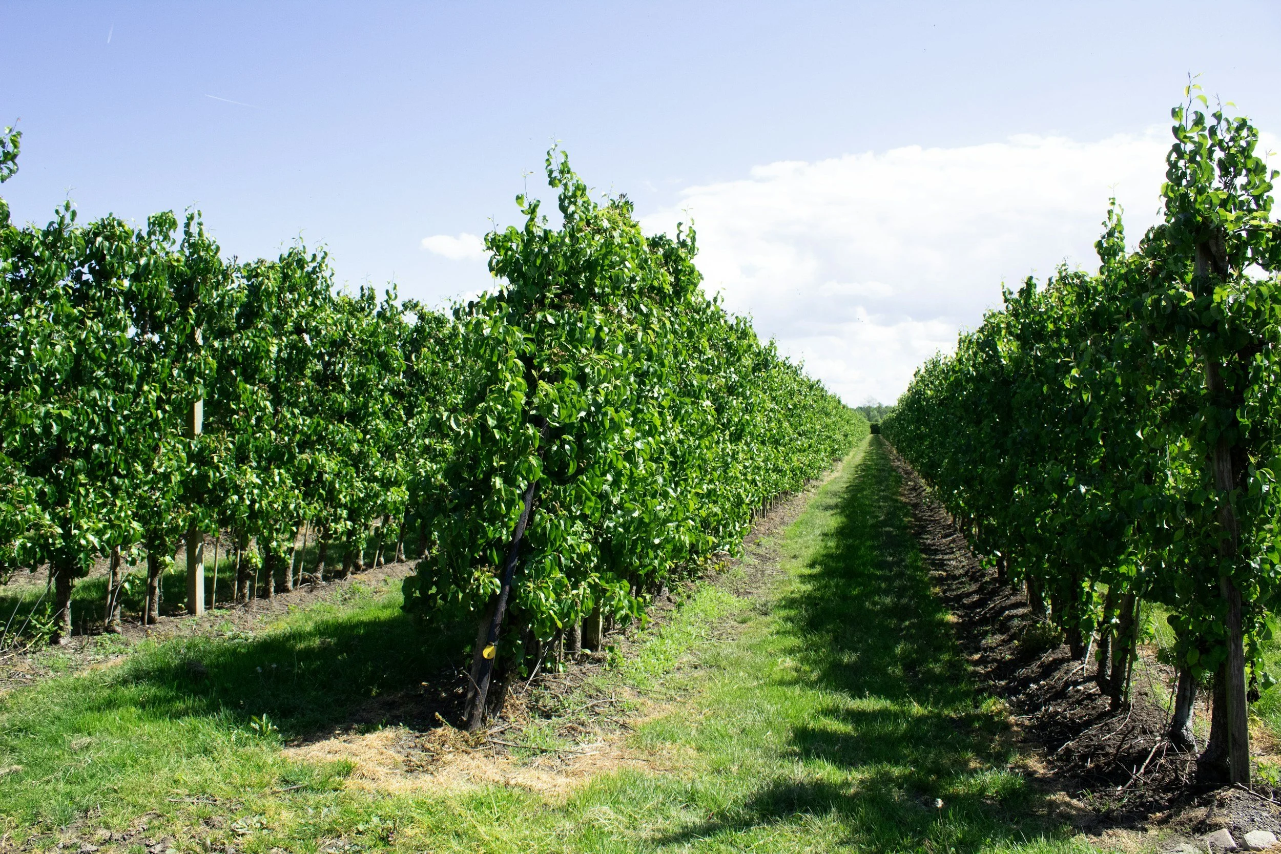 You Can Sell the Whole Leelanau Orchard. Michigan Won’t Let You Sell Half of It. The Way Out Costs Seven Years of Credits Plus 6%.