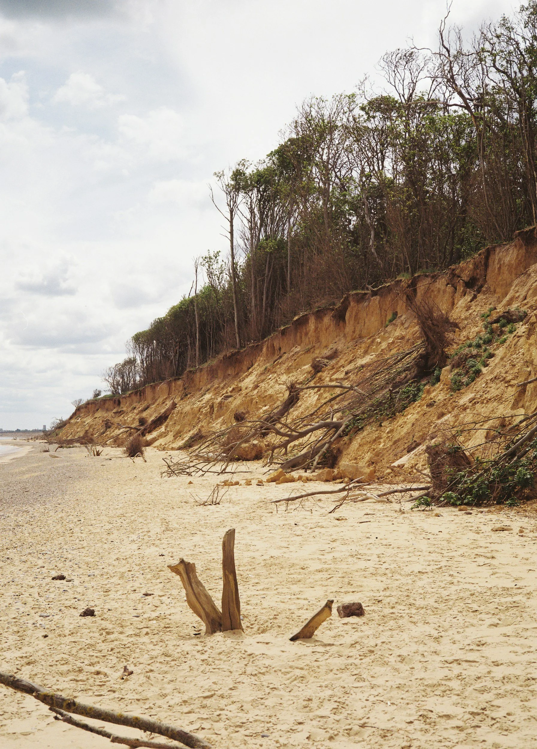 An eroding sandy shoreline bank with trees at the top of the bluff and driftwood on the beach below