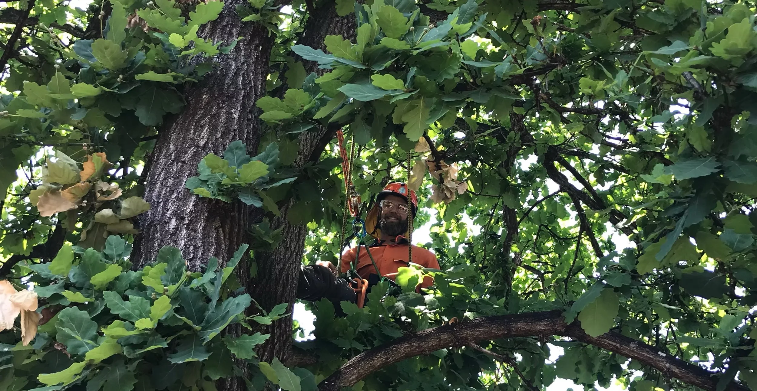 A man wearing safety gear, including a helmet, is sitting in a tree surrounded by green leaves and branches, with climbing equipment visible.