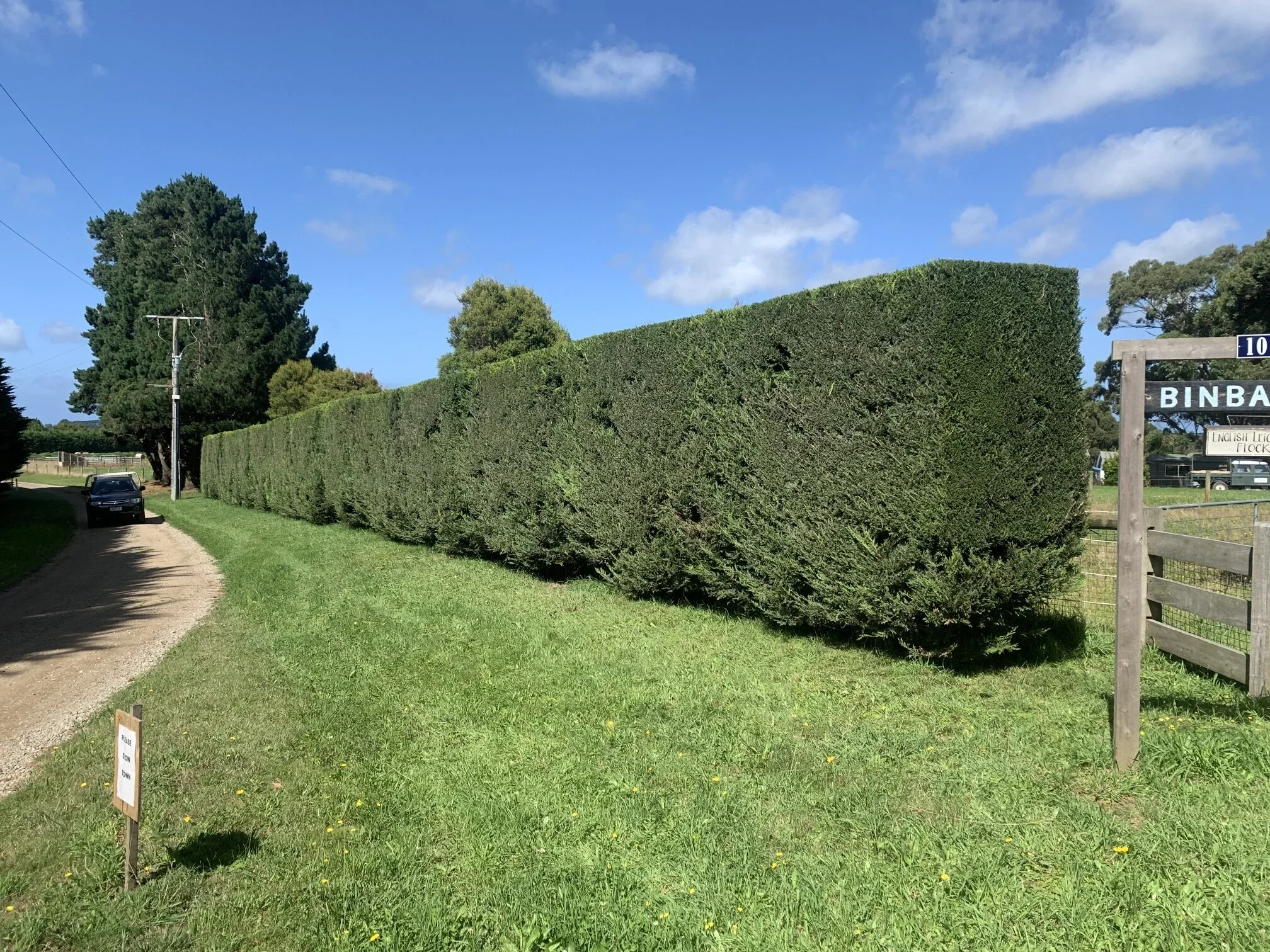 Well-manicured hedge