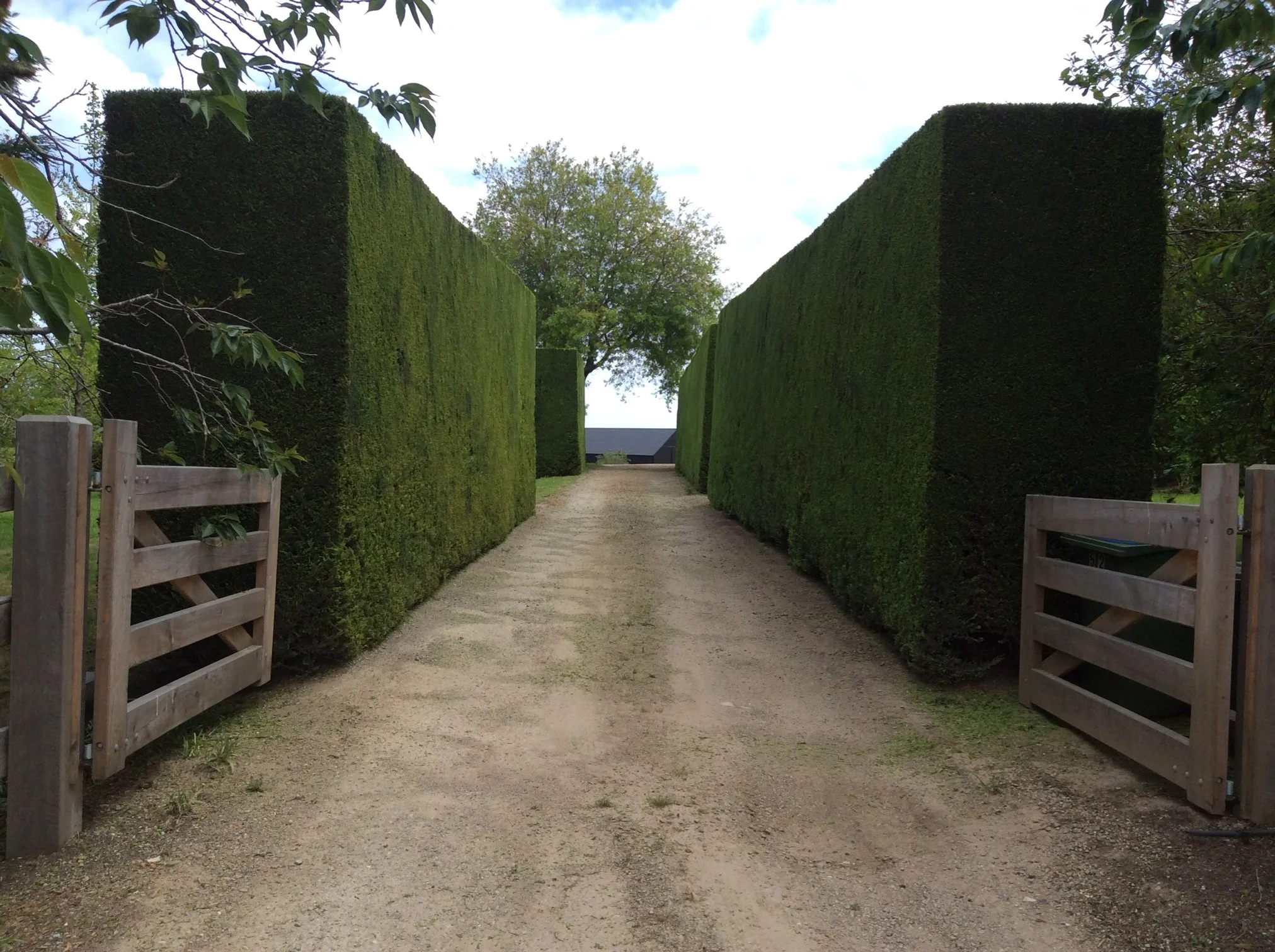 A dirt driveway flanked by tall, neatly trimmed green hedges leading to a distant tree and building in the background, with wooden gates on either side.