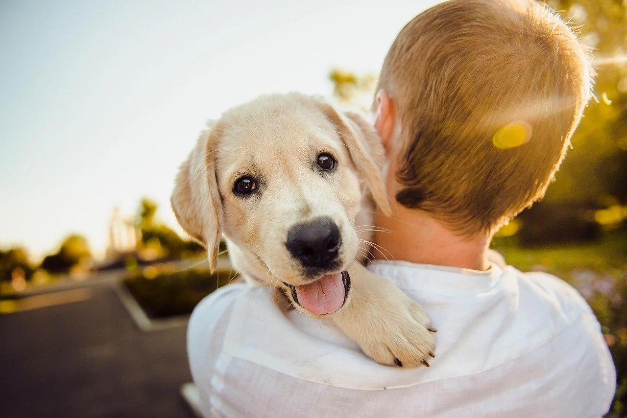 A person holding a happy, light-colored puppy with dark eyes and a black nose, outdoors during sunset.