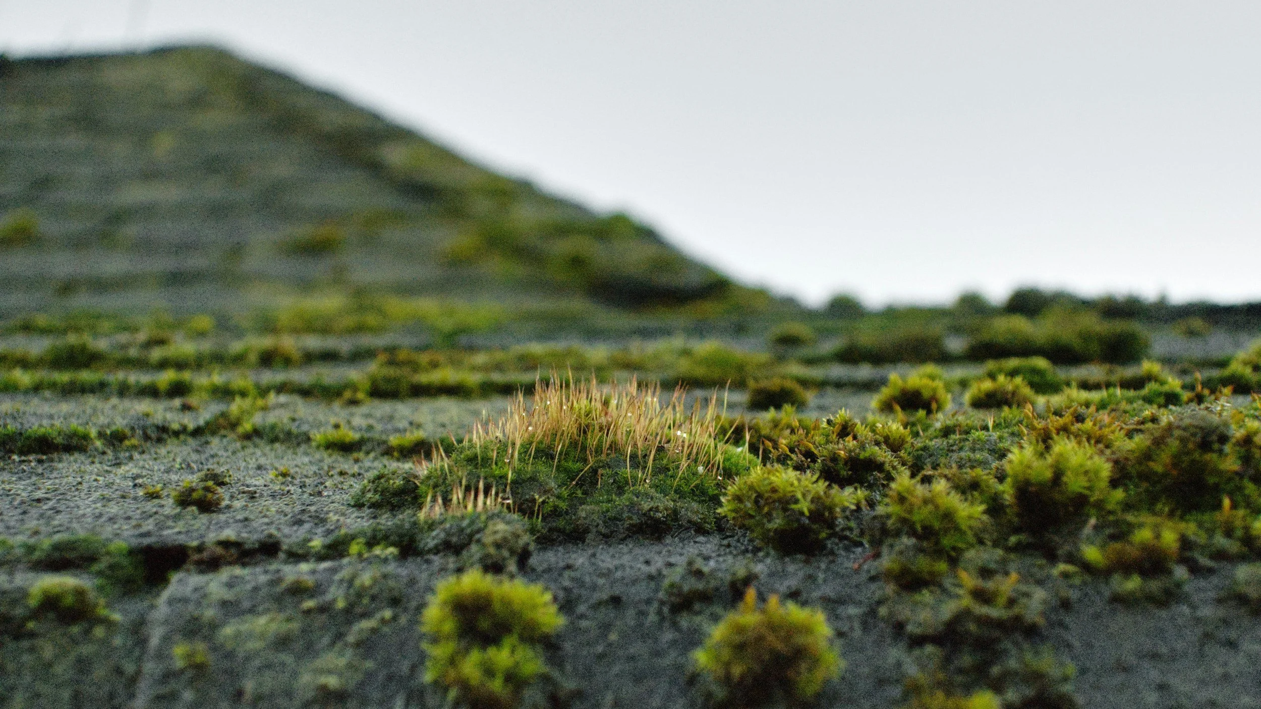 How to Reduce and Remove Moss Growth on Your Roof