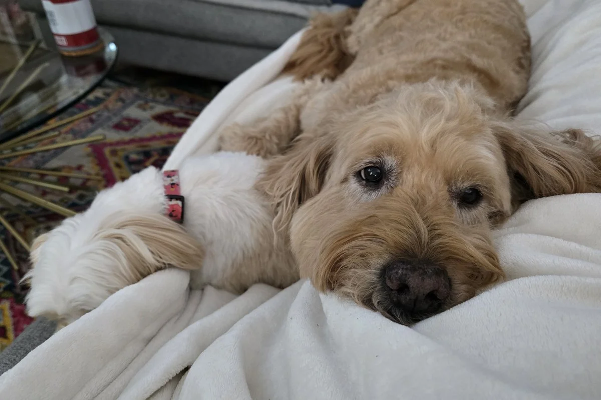 Otis’ Guide to Cozy Evenings 🎂✨