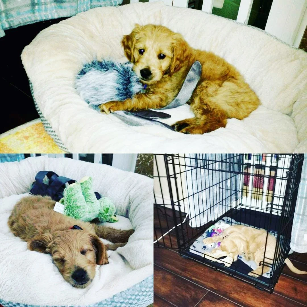 Puppy Starter Pack: Bringing Home Otis & Our First Nights