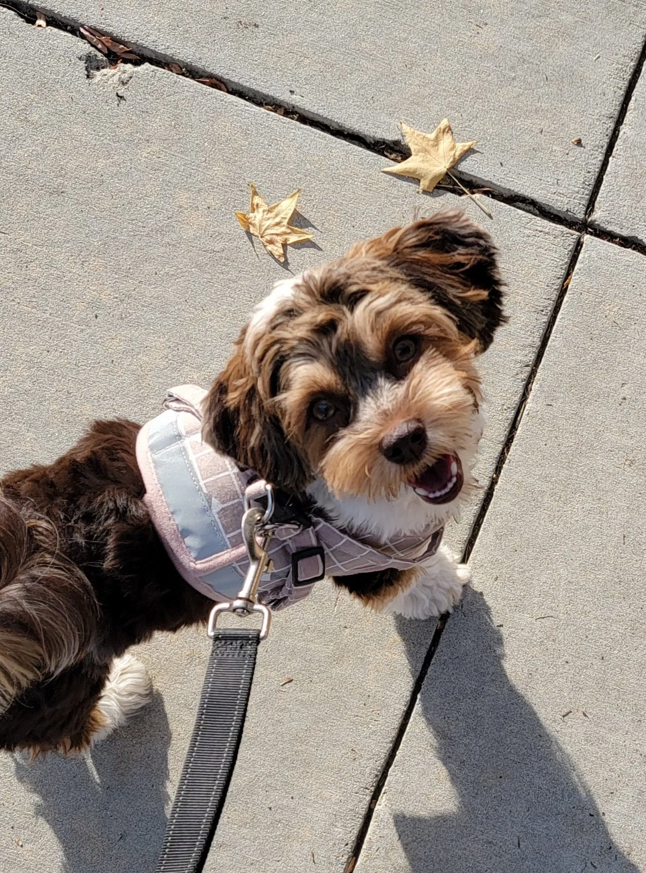 No Bones About It: Mabel - The Dog I Didn’t Know I Needed