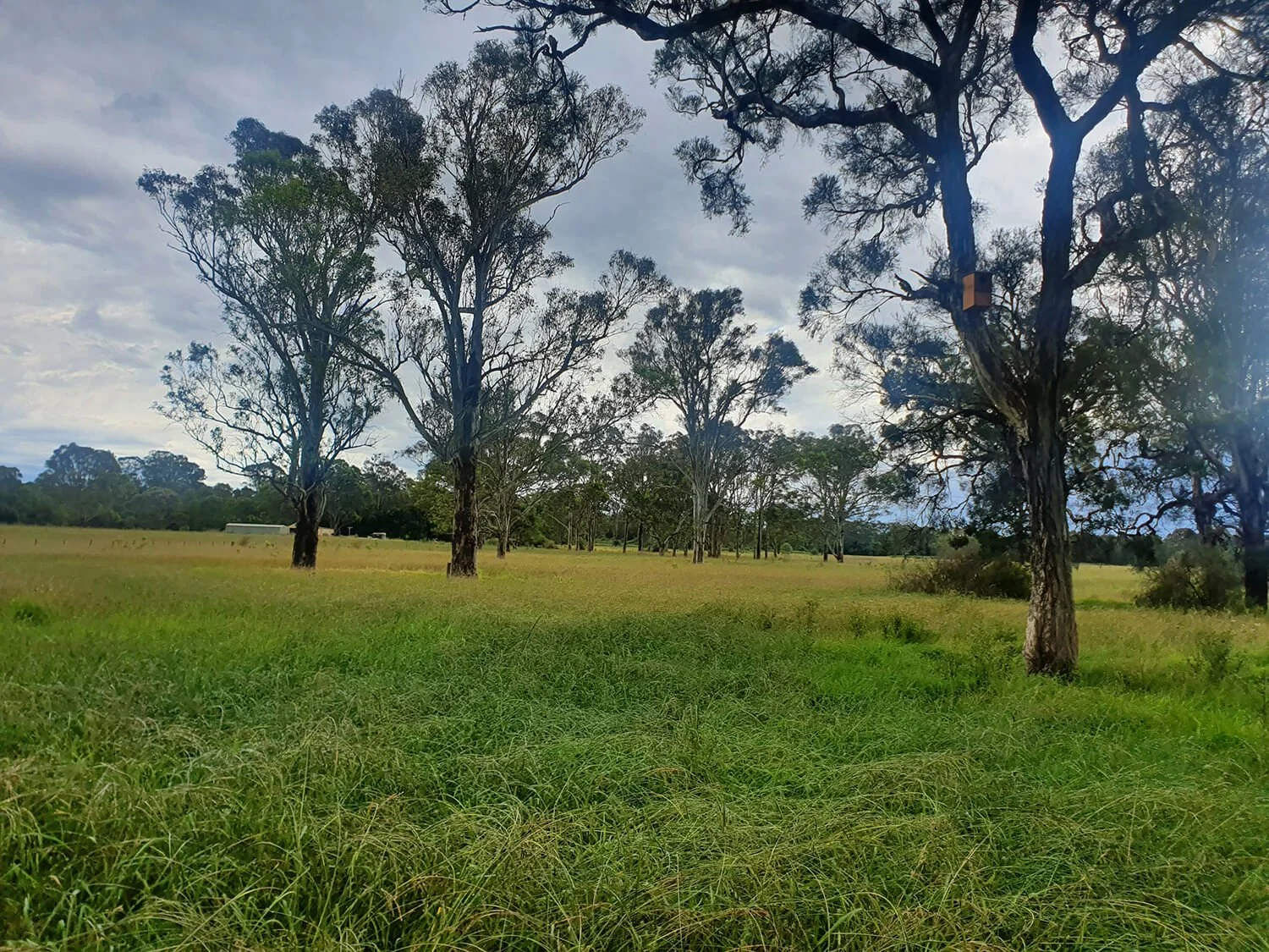 Open field with tall grass and scattered large trees under a cloudy sky.