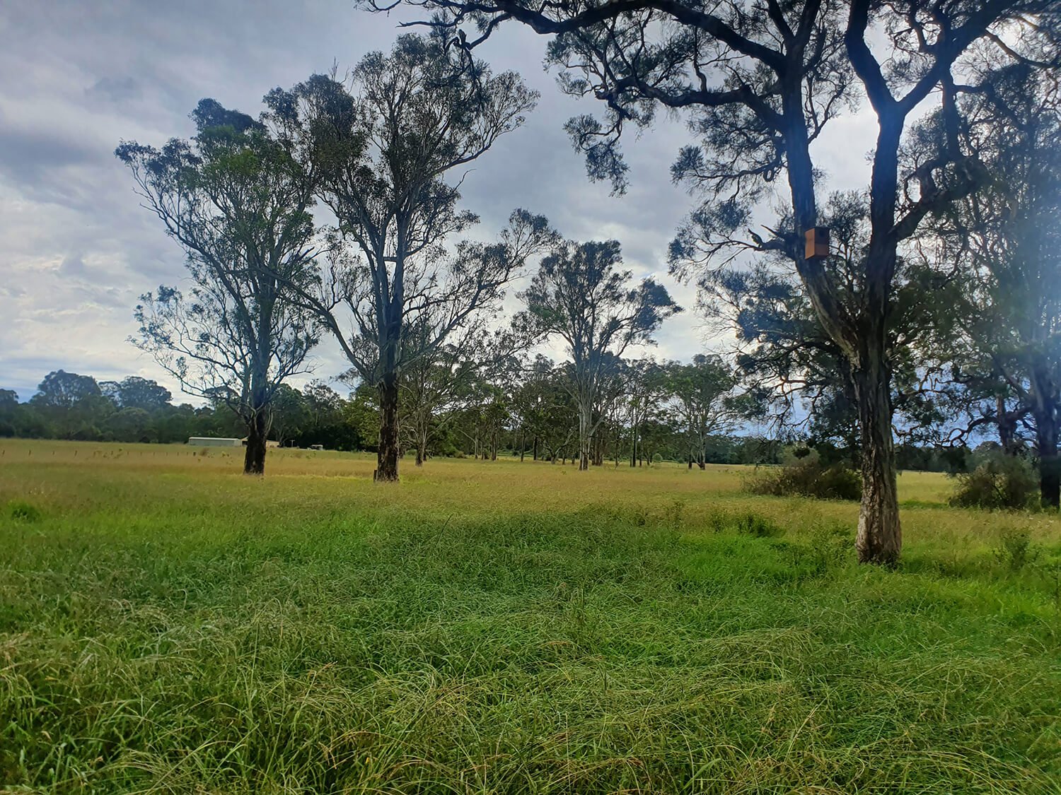 Open field with tall grass and scattered large trees under a cloudy sky.