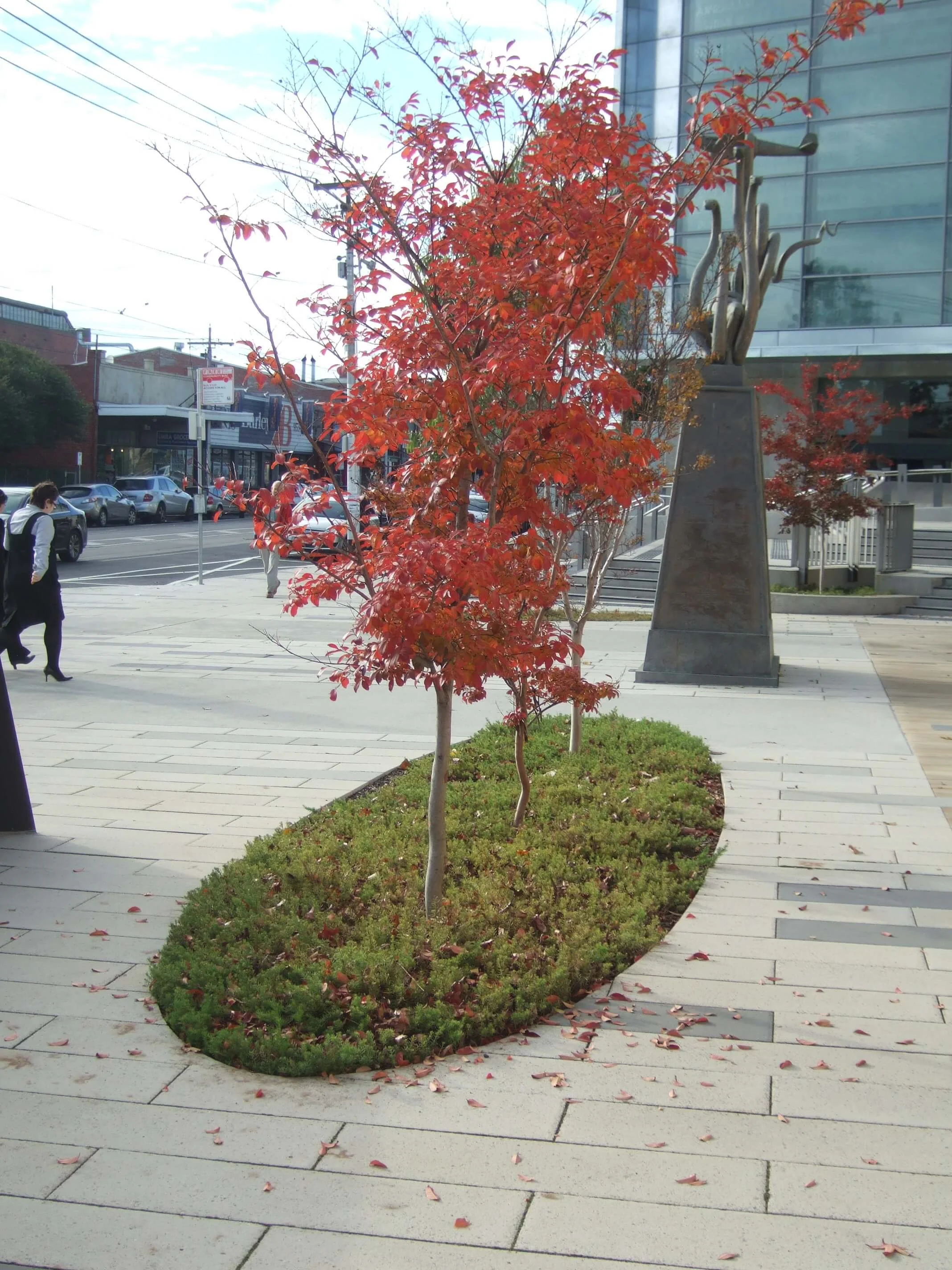Red autumn tree planted in an urban sidewalk garden with a statue and modern buildings in the background.