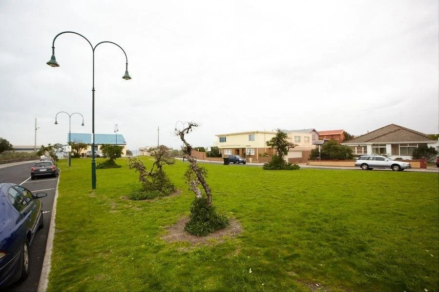 A grassy park with a few small, twisted trees, street lamps, and a row of residential houses with cars parked in front. Overcast sky.