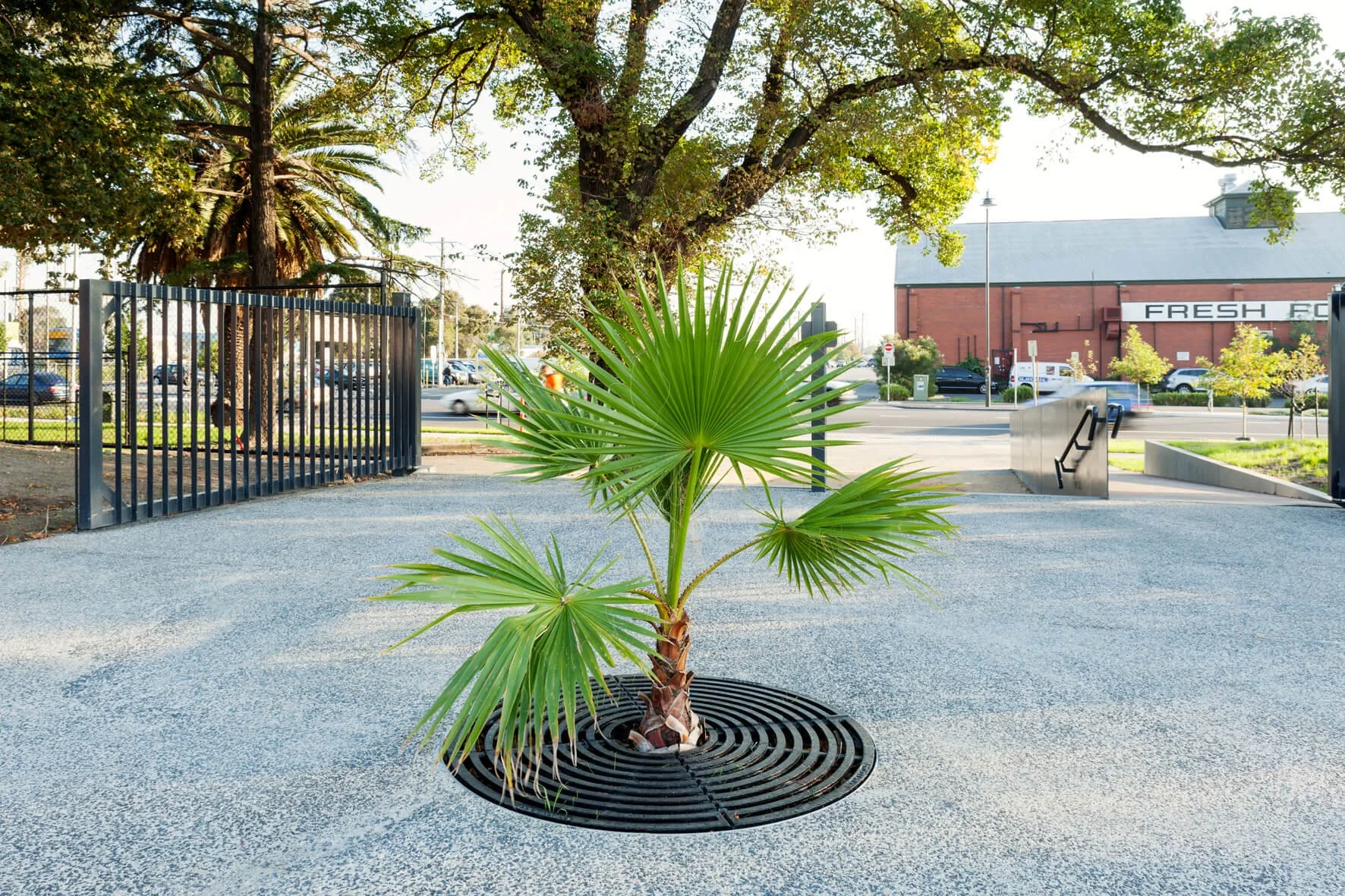 A young palm tree planted in a circular grate on a paved surface, with trees, a fence, and a building in the background.