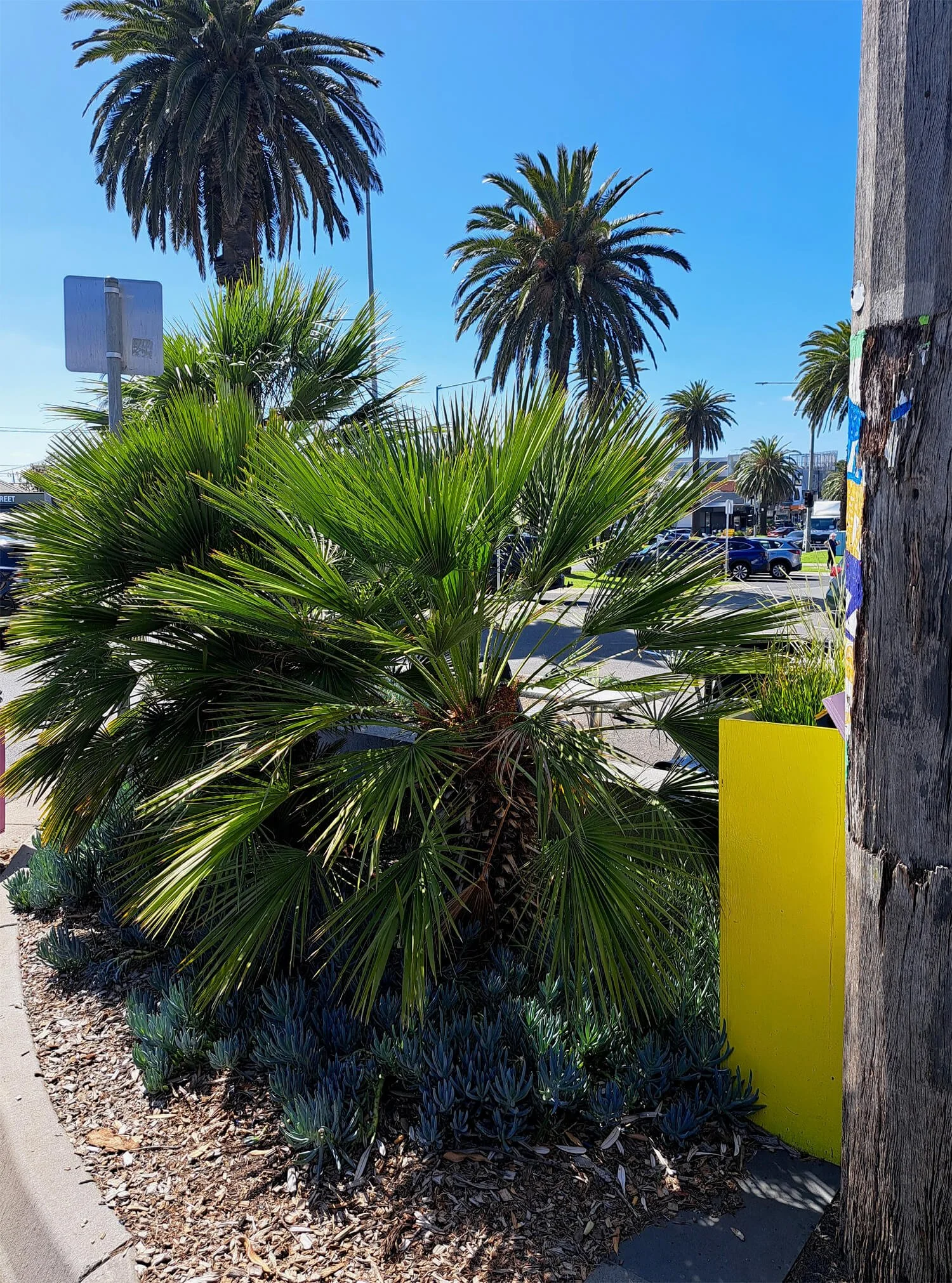 A street corner with palm trees and succulents, including a large fan palm in the foreground, smaller palm trees in the background, a utility pole on the right, and a row of parked cars in the distance under a blue sky.