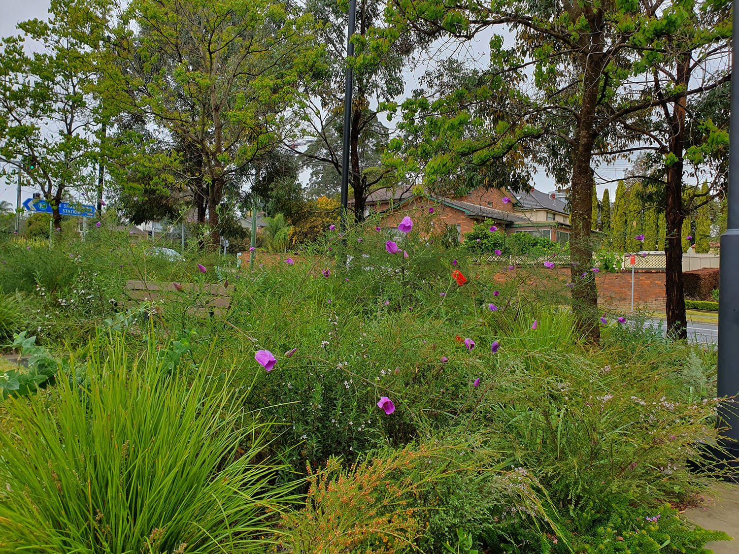 A lush green garden with tall grass and various flowering plants, including purple, red, and white flowers. Trees and houses are visible in the background, along with a street sign and streetlights.