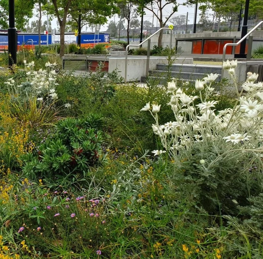 City garden with diverse plants and white flowers, steps with handrails, and a background of trees, signs, and street infrastructure.