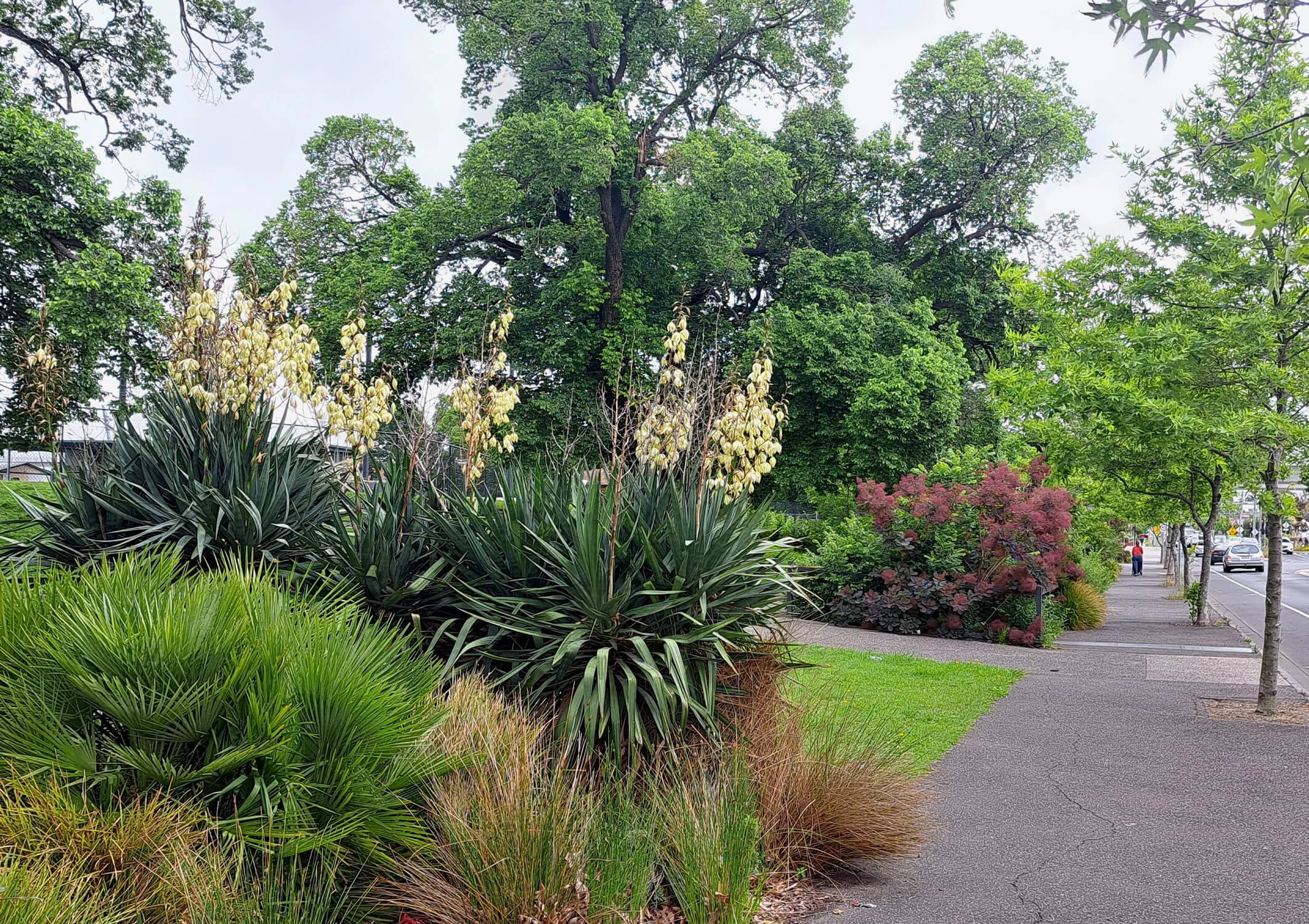 A city sidewalk lined with lush green trees and various flowering plants, including yellow, pink, and green foliage, with a street and cars in the background.