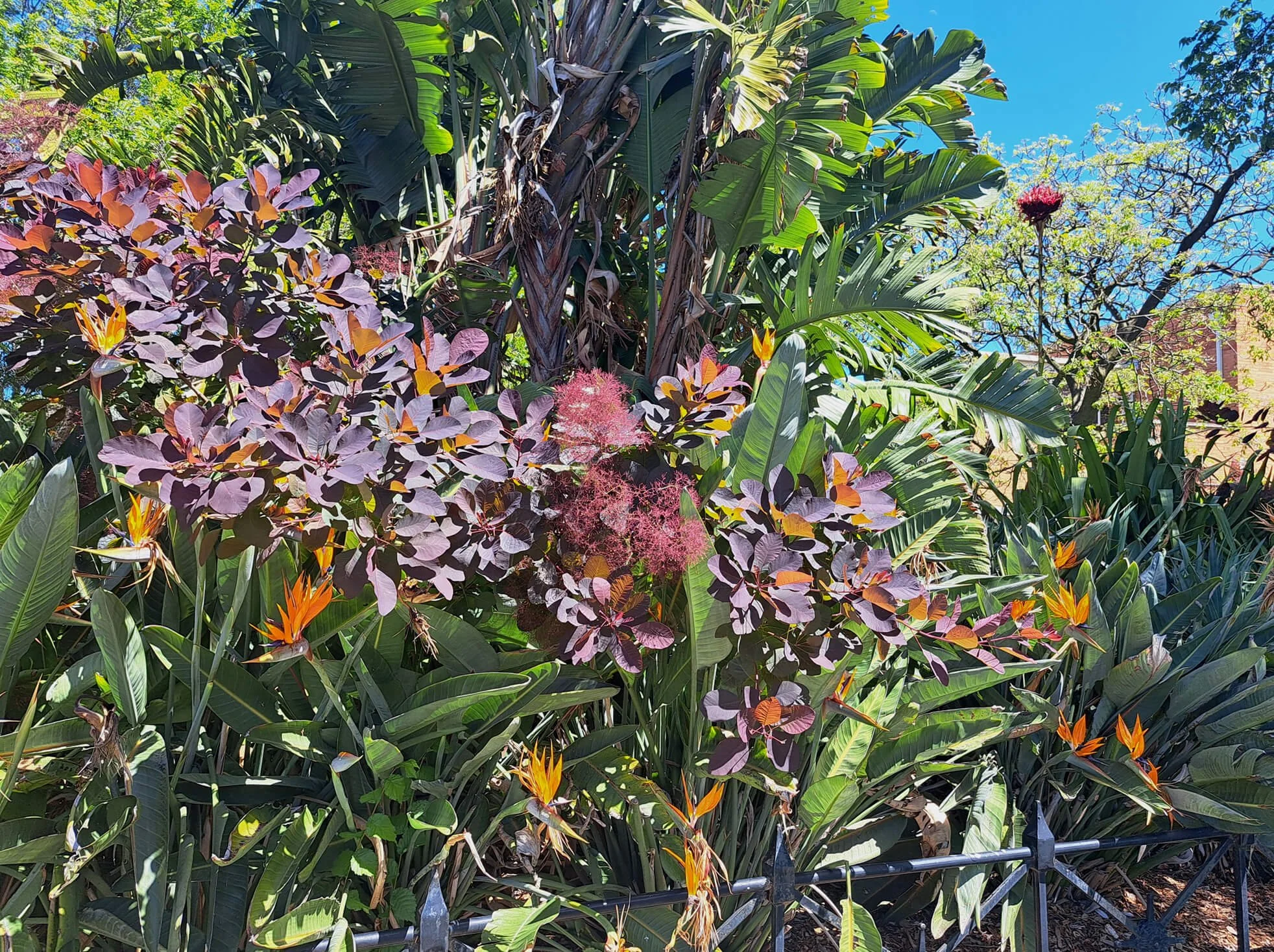 Tropical garden with purple and yellow flowering plants, large green leaves, and a black iron fence border, under a clear blue sky.