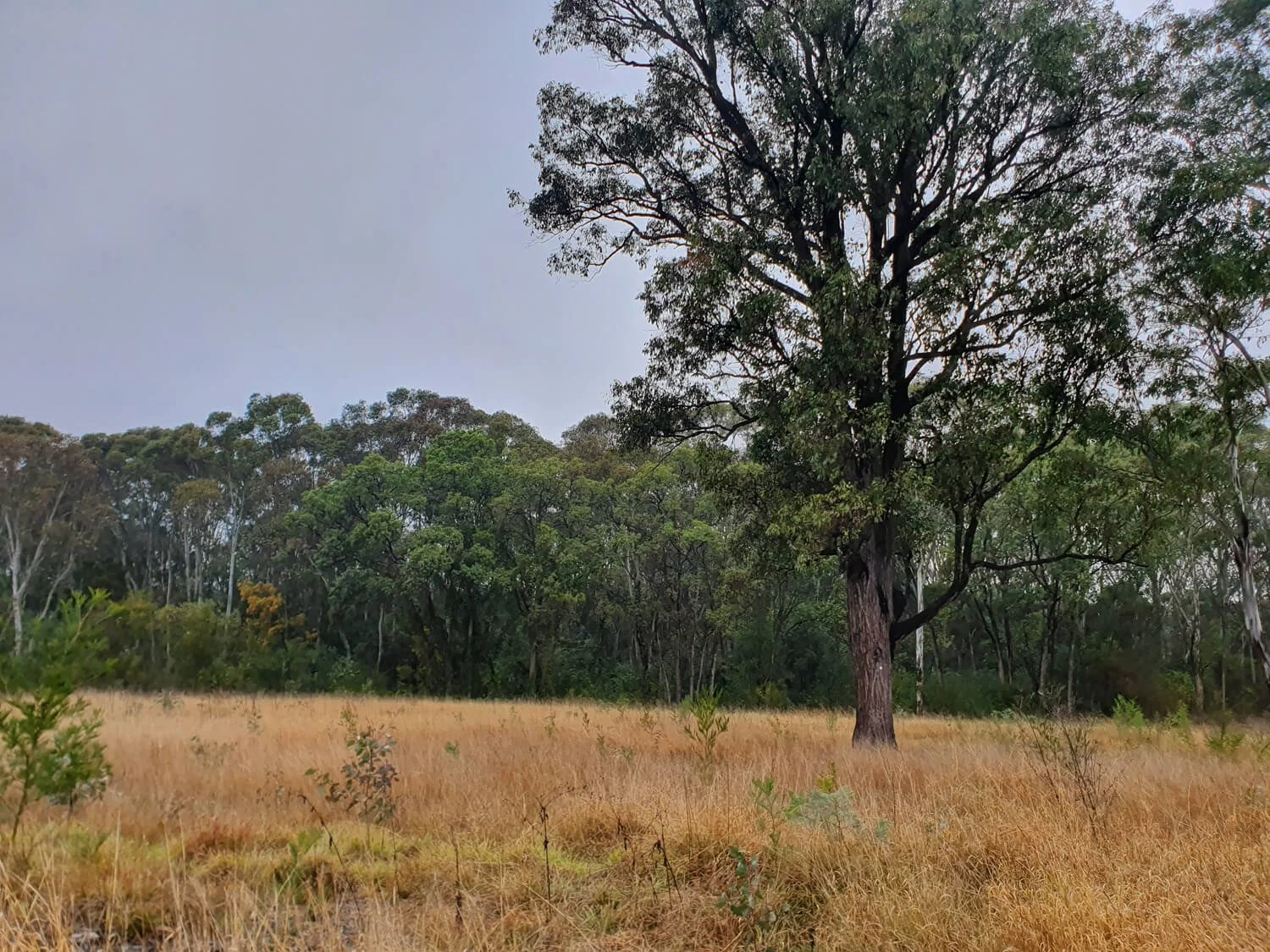 A large tree standing in a grassy field with dense forest in the background and a cloudy sky above.