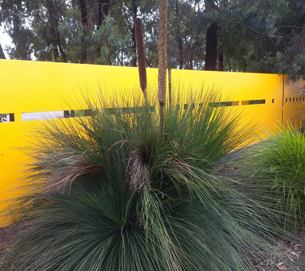 Decorative shrub with long, thin green leaves in front of a bright yellow fence with rectangular cutouts, and trees in the background.