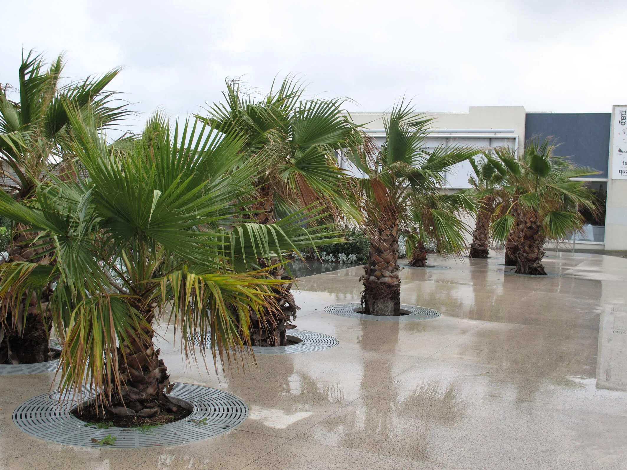 A row of palm trees on a wet tiled surface outside a building with cloudy sky.