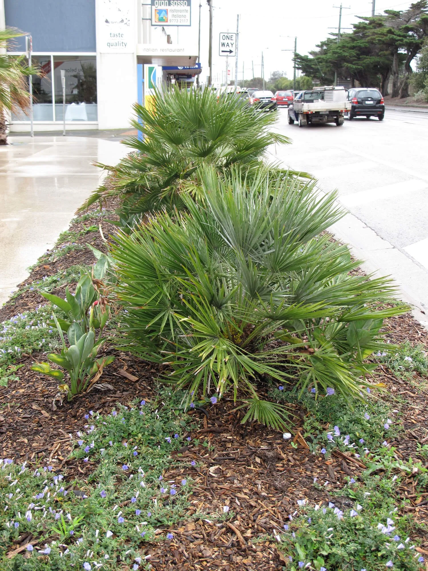 Green palm bushes and small purple flowers in a planted median on a city sidewalk near a busy street with cars and trees in the background.