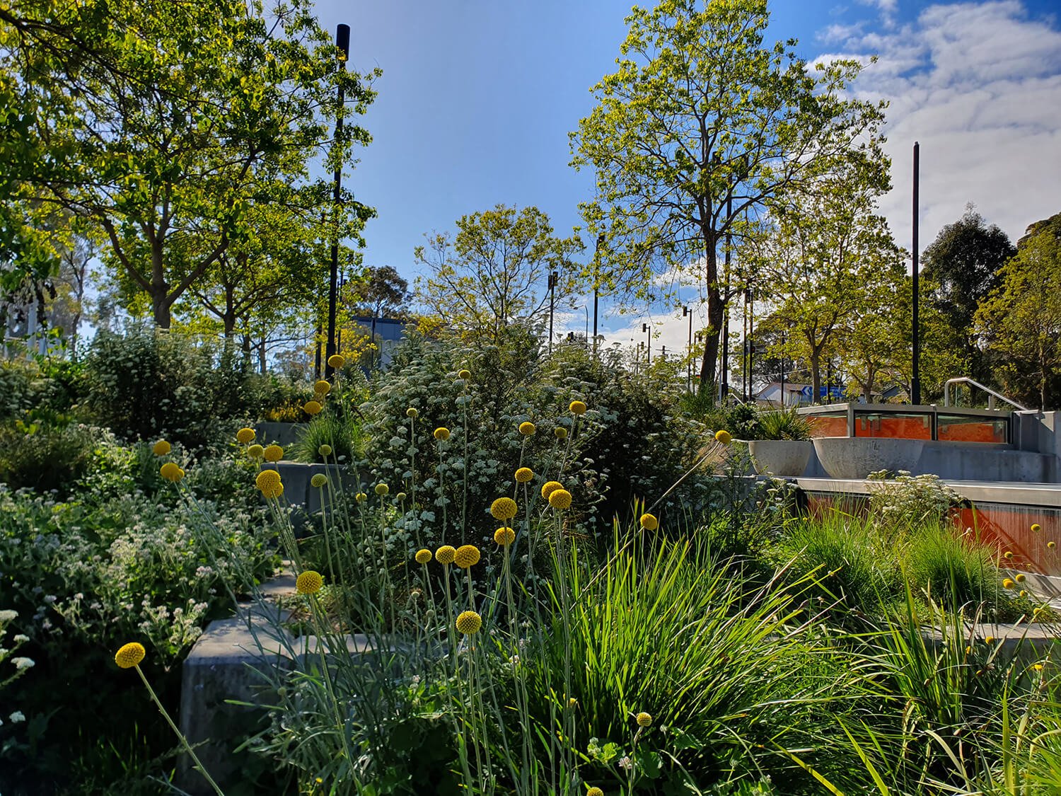 A lush garden with yellow spherical flowers, white flowering bushes, green grass, tall trees, and a blue sky with some clouds, in an urban park setting.