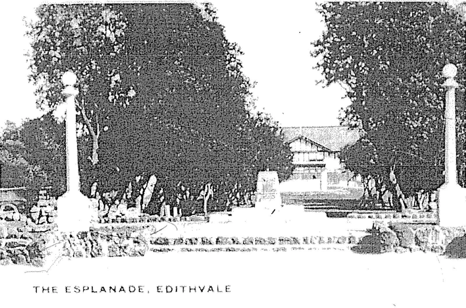 A detailed black and white drawing of the esplanade at Edithvale with trees, benches, and street lamps, with a building in the background.