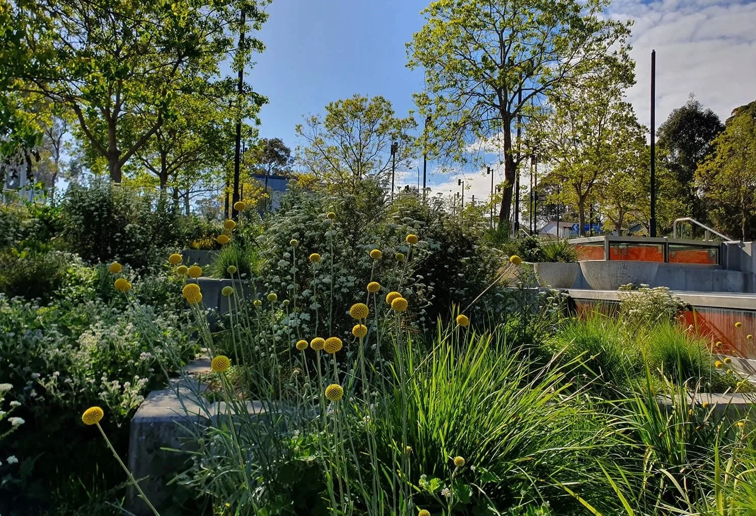 A lush garden with tall green grass and yellow spherical flowers, surrounded by trees and bushes. In the background, there is a sky with some clouds and informational signs near a pathway.