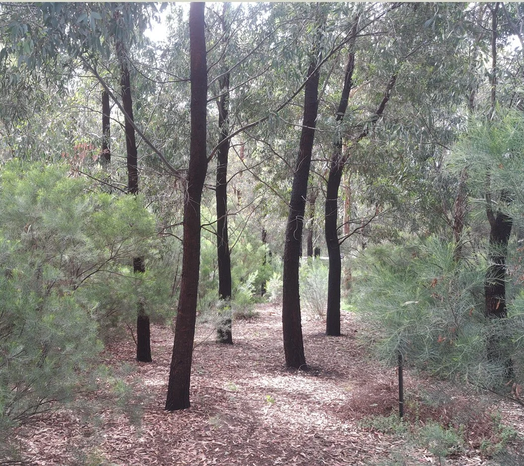A forest trail with tall, dark trees and green bushes on both sides, covered with fallen leaves and some patches of sunlight filtering through the canopy.
