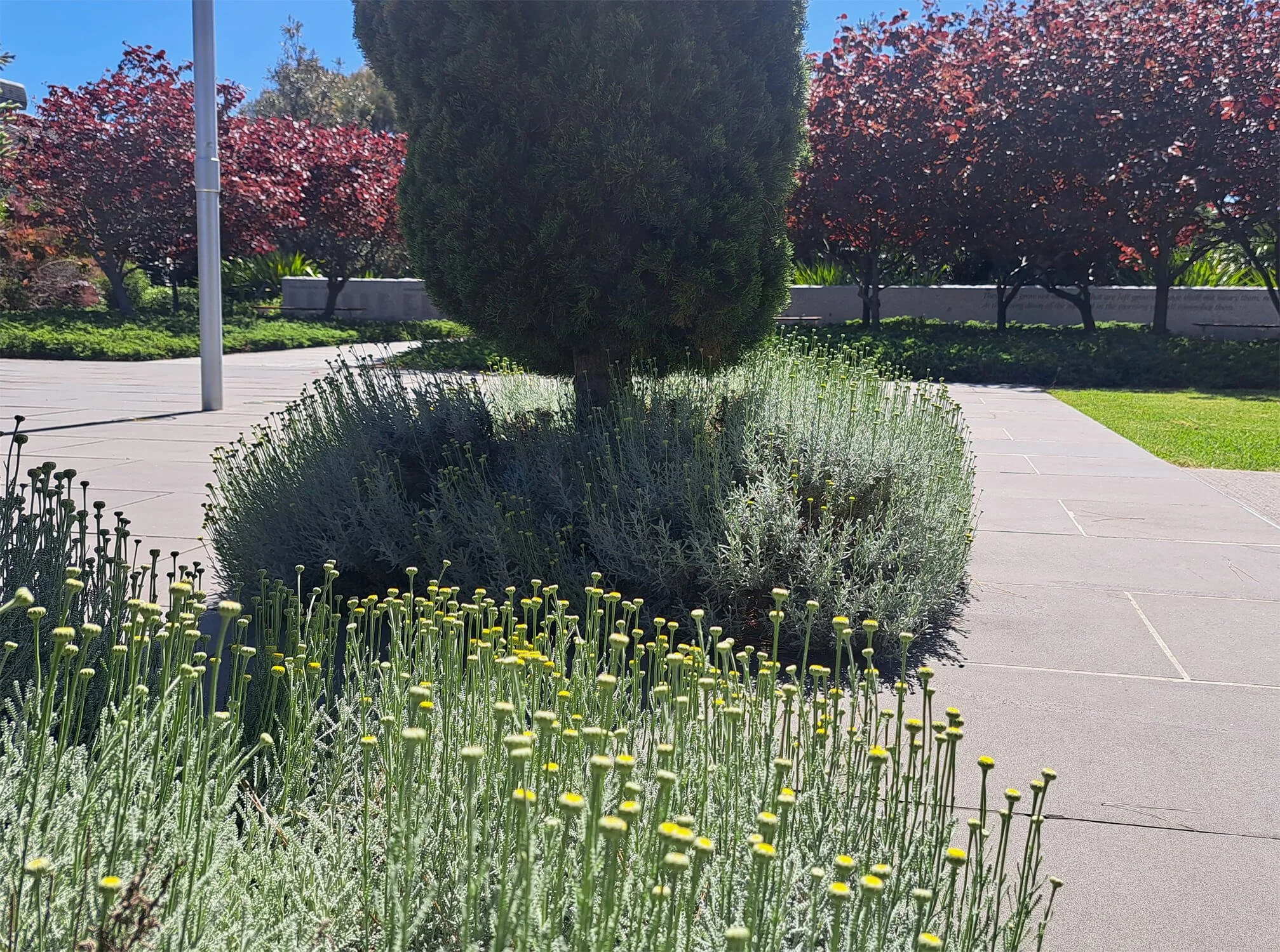 A landscaped park scene with a small tree surrounded by lavender and other bushes, pavement, and a row of red-leaved trees in the background.