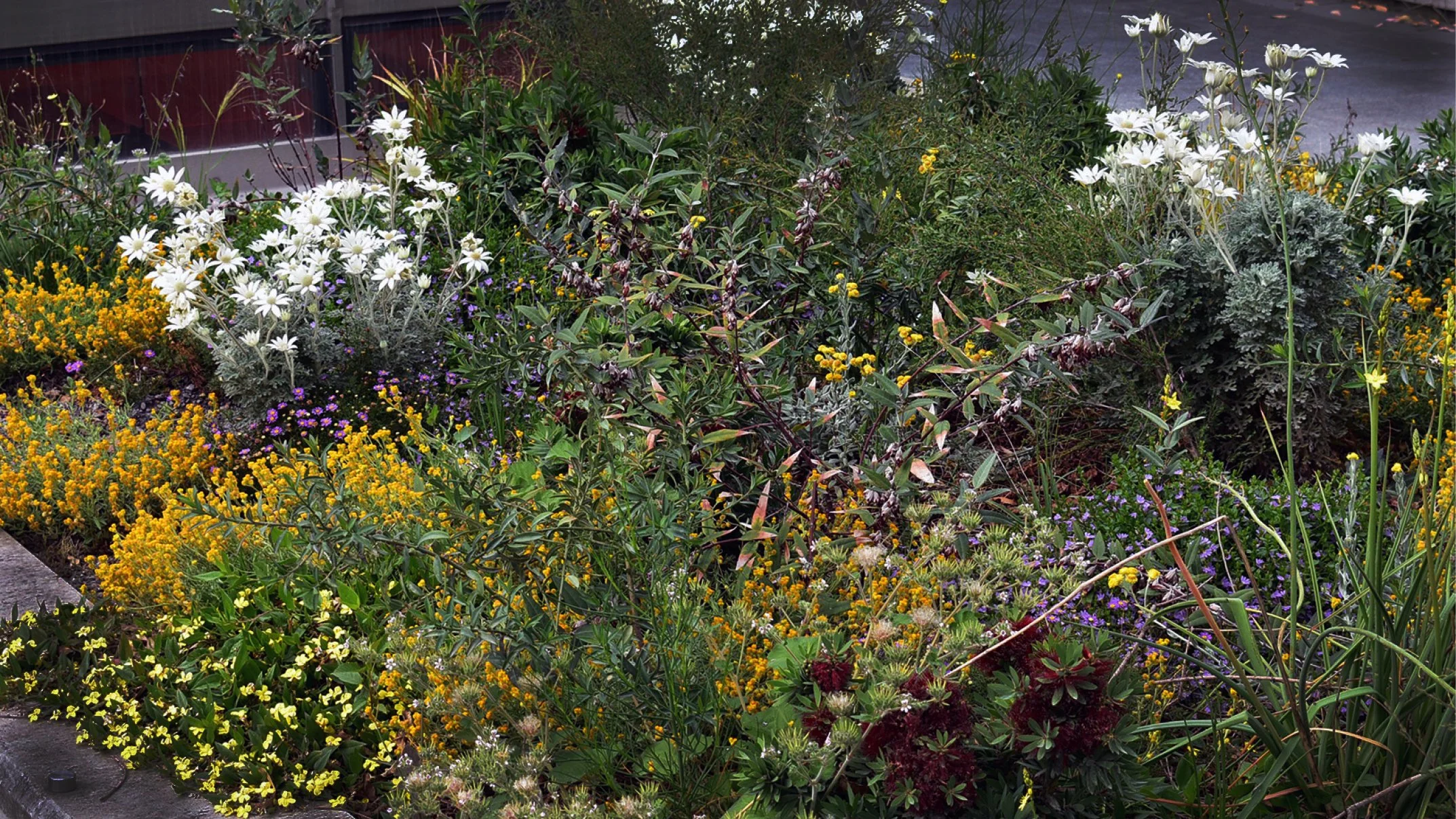 Colorful garden bed with white, yellow, and purple flowers, including daisies, in a landscaped area.