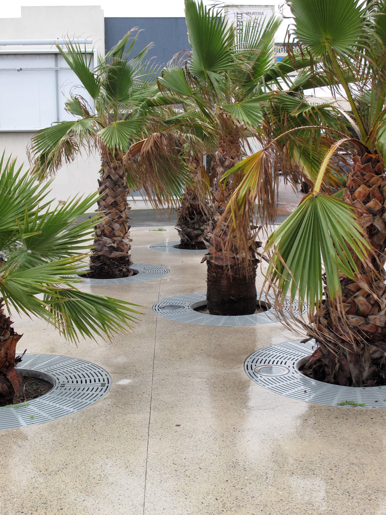 A row of potted palm trees placed on a polished concrete floor outdoors, with metallic tree grates around each base.