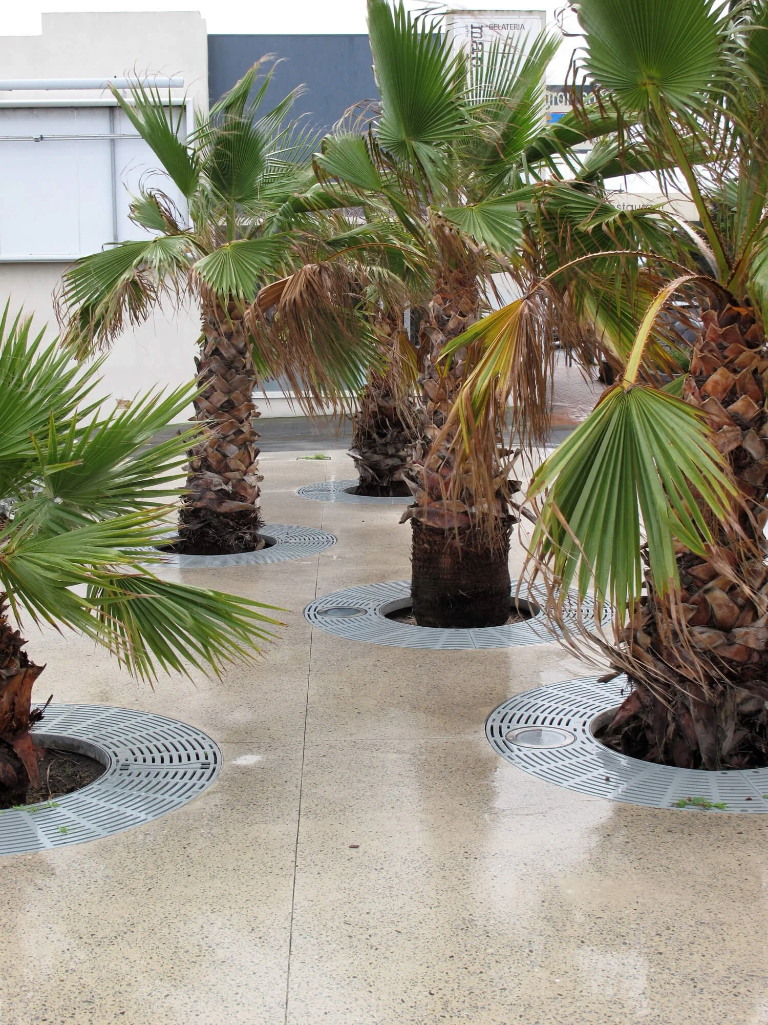A row of potted palm trees placed on a polished concrete floor outdoors, with metallic tree grates around each base.