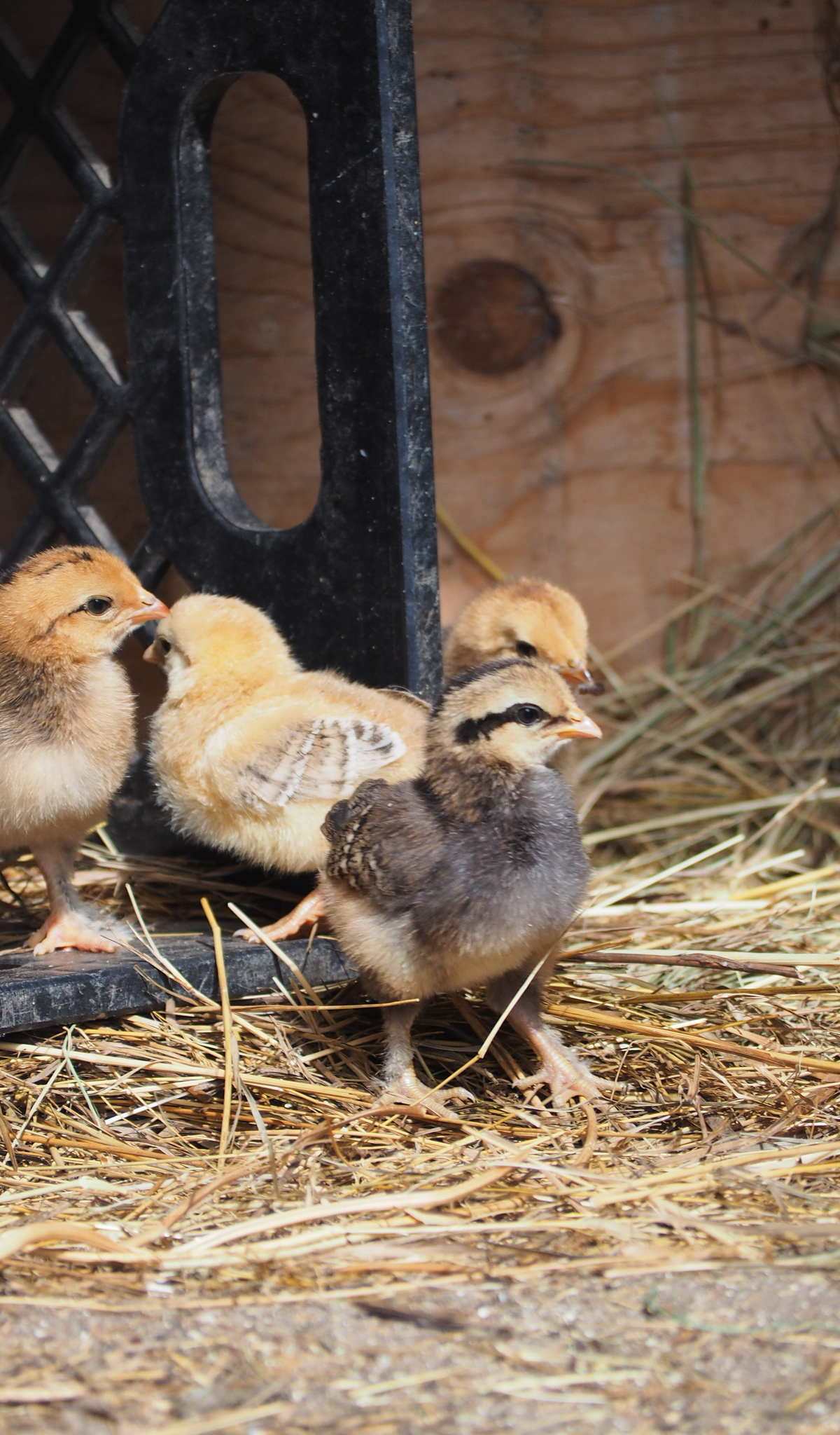 A group of fluffy baby chicks stands on straw and soil, with a wooden wall and black metal structure in the background.