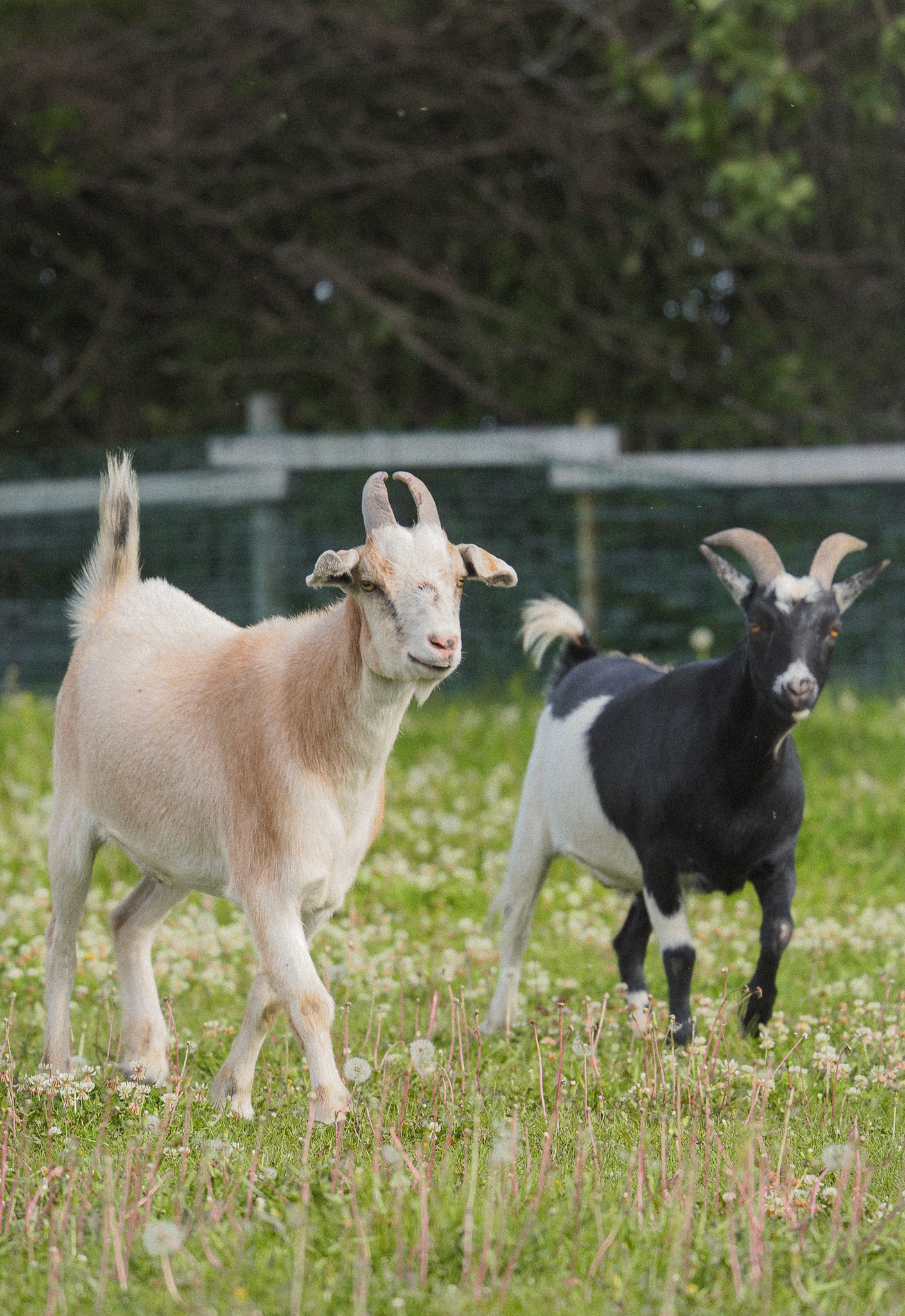 Two goats standing in a grassy field with a fence and trees in the background.