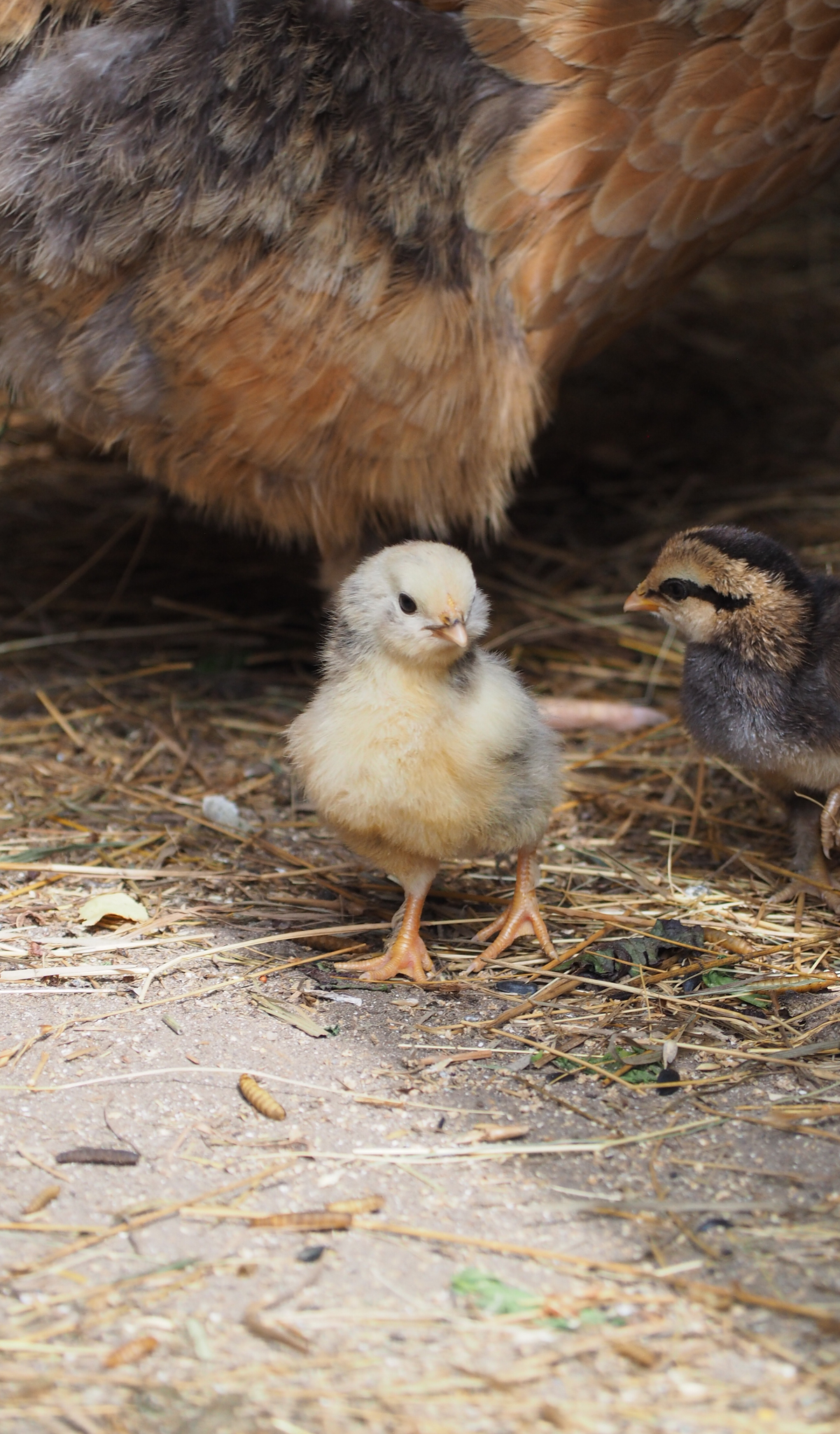 A small yellow chick standing on the ground with two other chicks nearby and part of a large hen in the background.